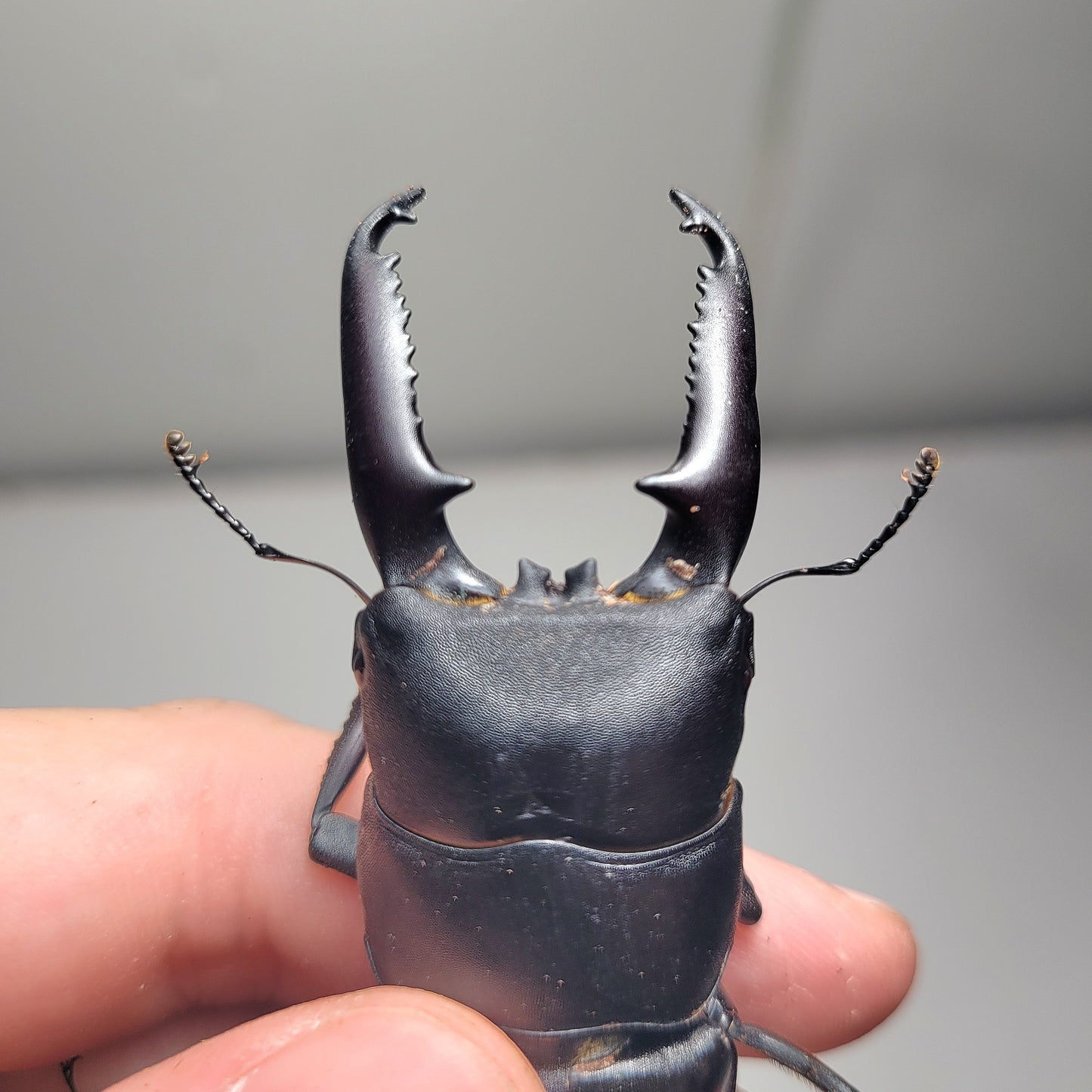 (On Sale!) Long-Jawed Black Stag Beetle (Dorcus Titanus castanicolor)