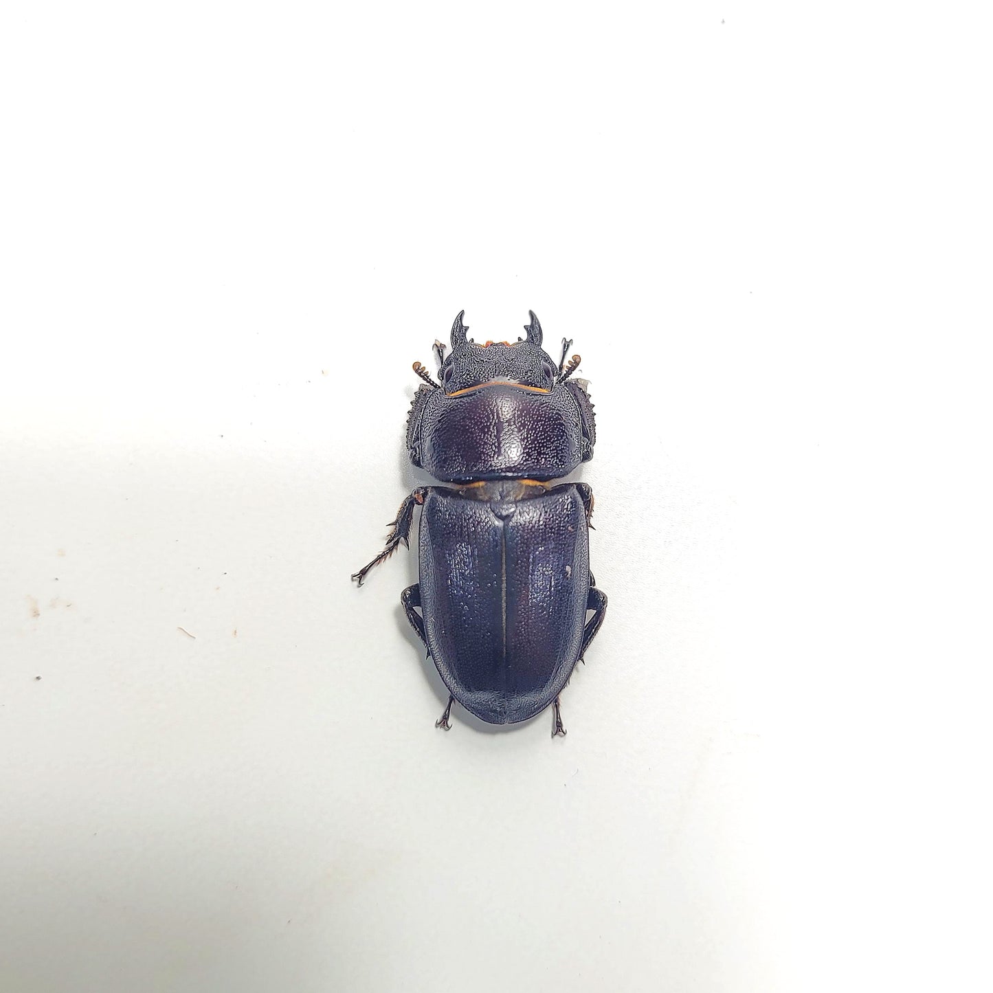 Dorcus kyanrauensis