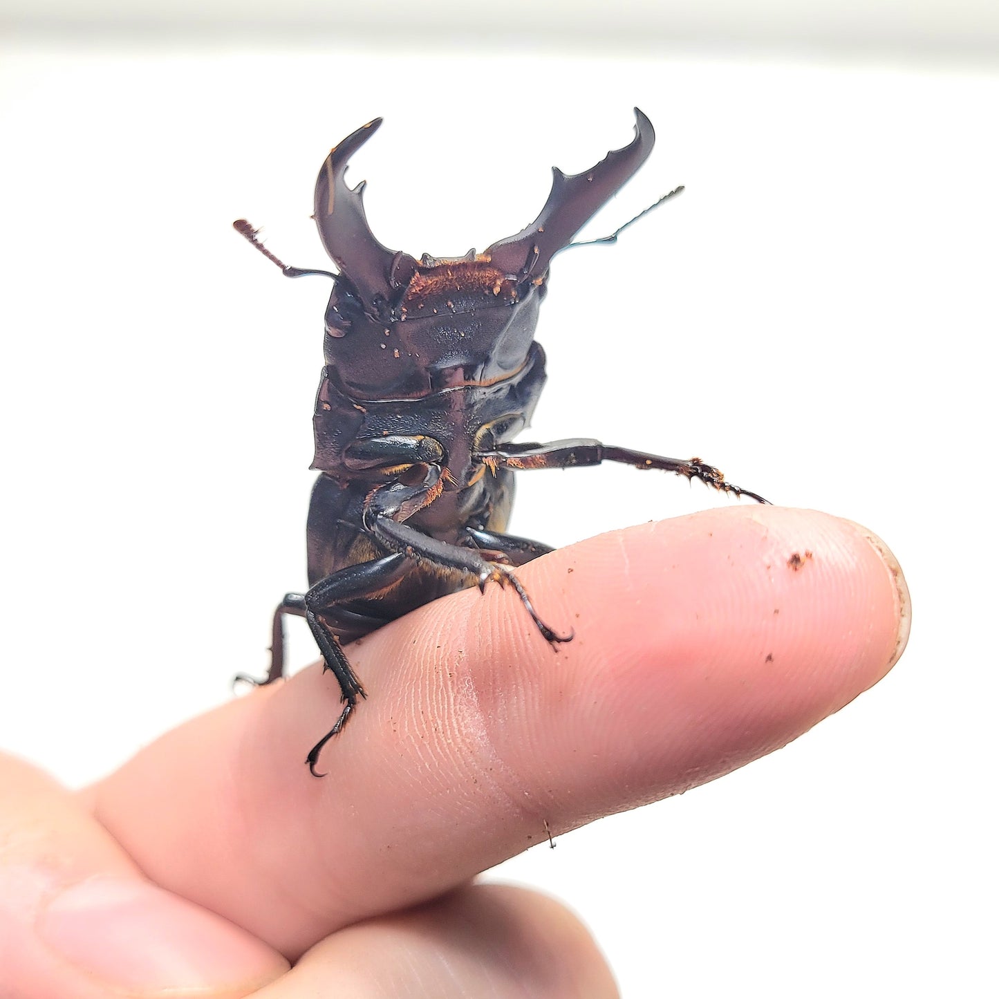 Dorcus kyanrauensis