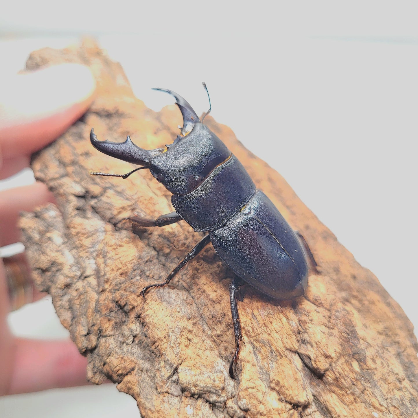 Dorcus kyanrauensis