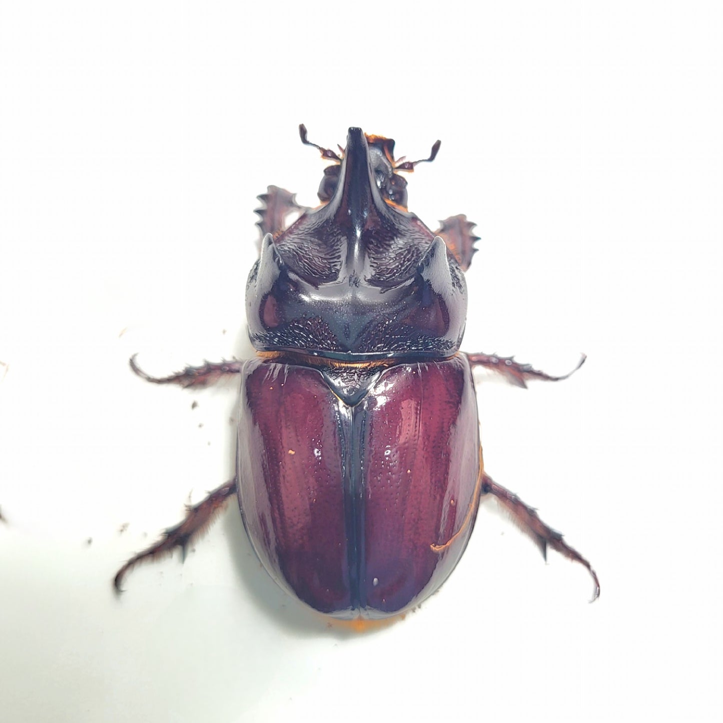 Ox Beetle (Strategus aloeus)