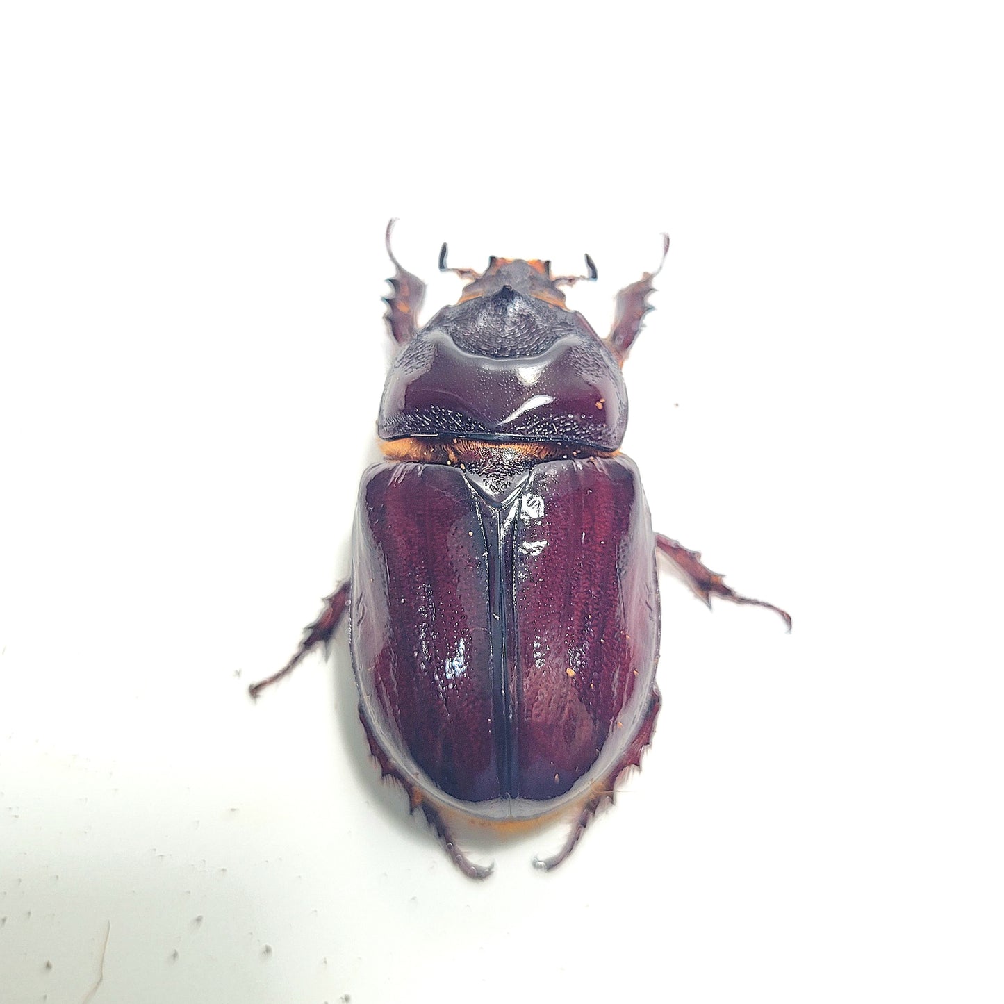 Ox Beetle (Strategus aloeus)