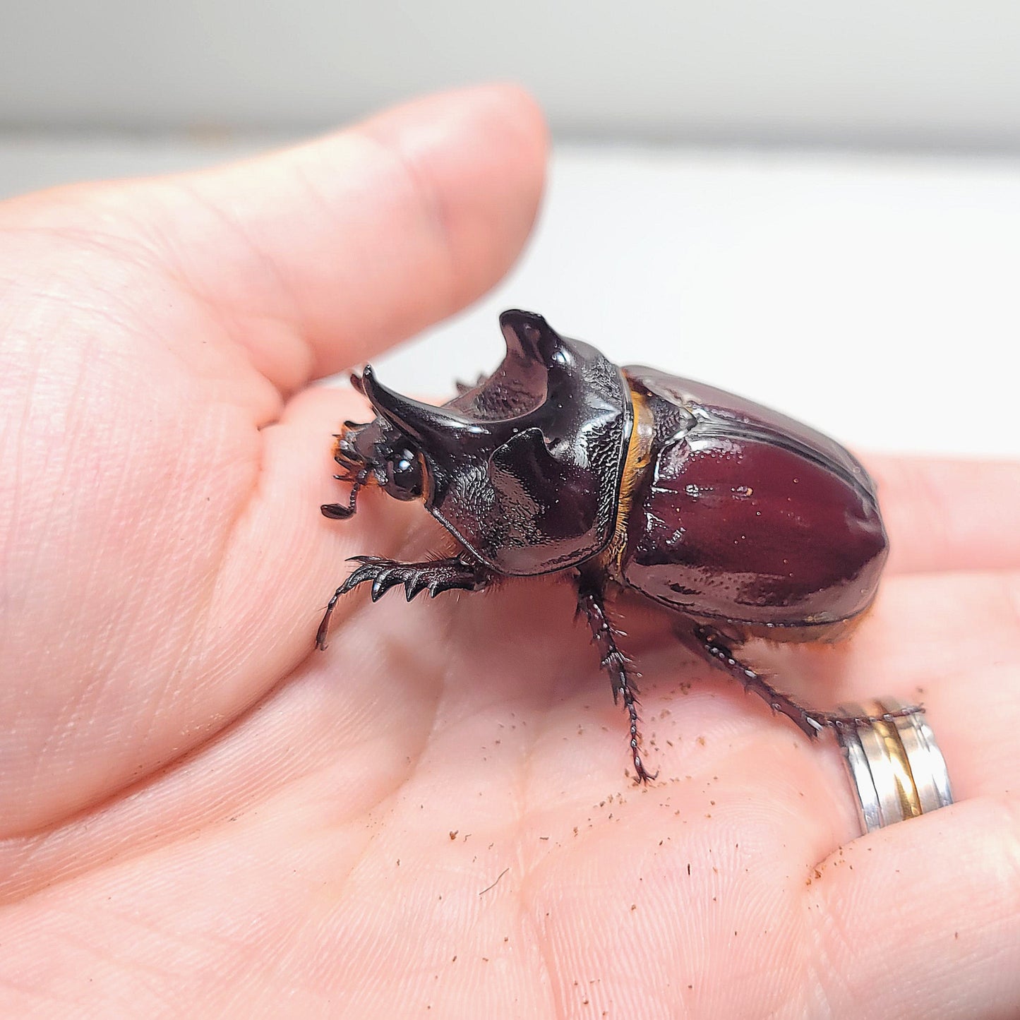 Ox Beetle (Strategus aloeus)