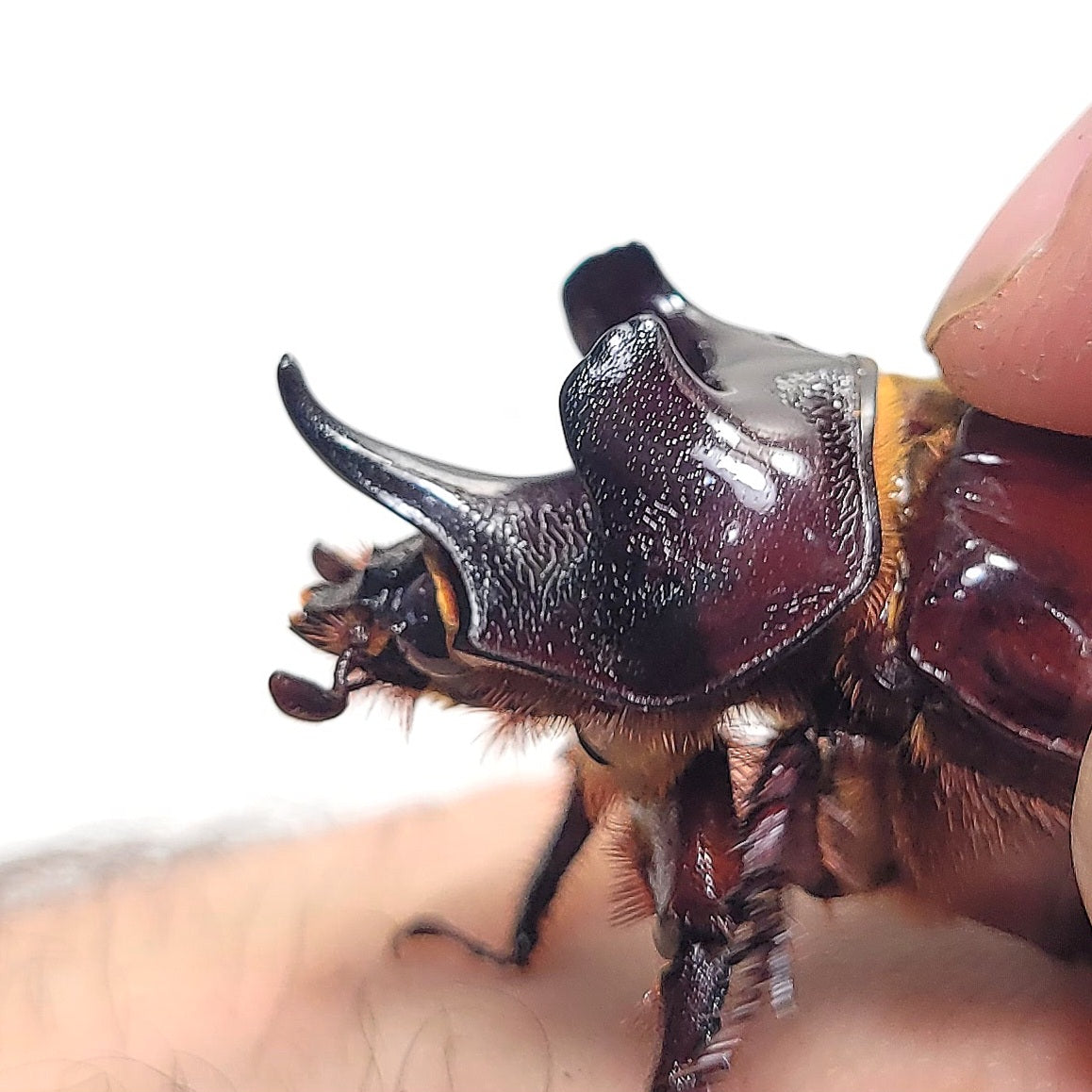 Ox Beetle (Strategus aloeus)