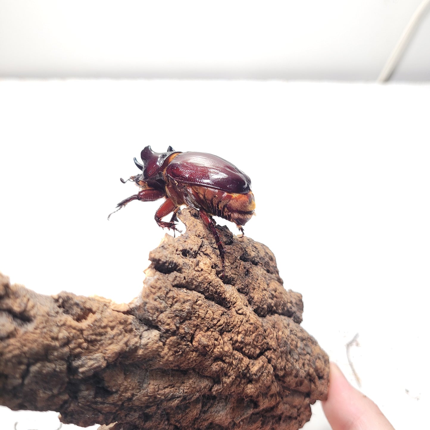 Ox Beetle (Strategus aloeus)