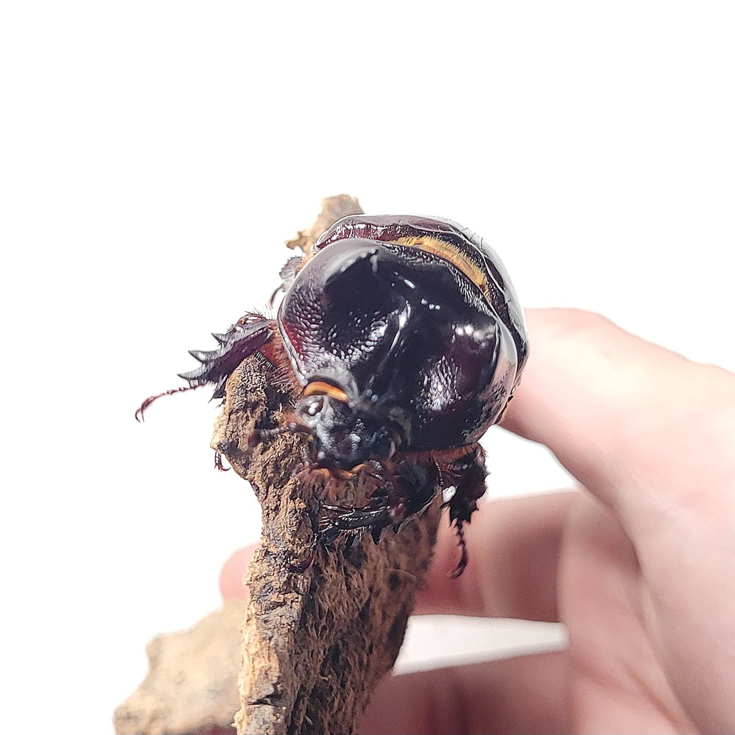 Ox Beetle (Strategus aloeus)