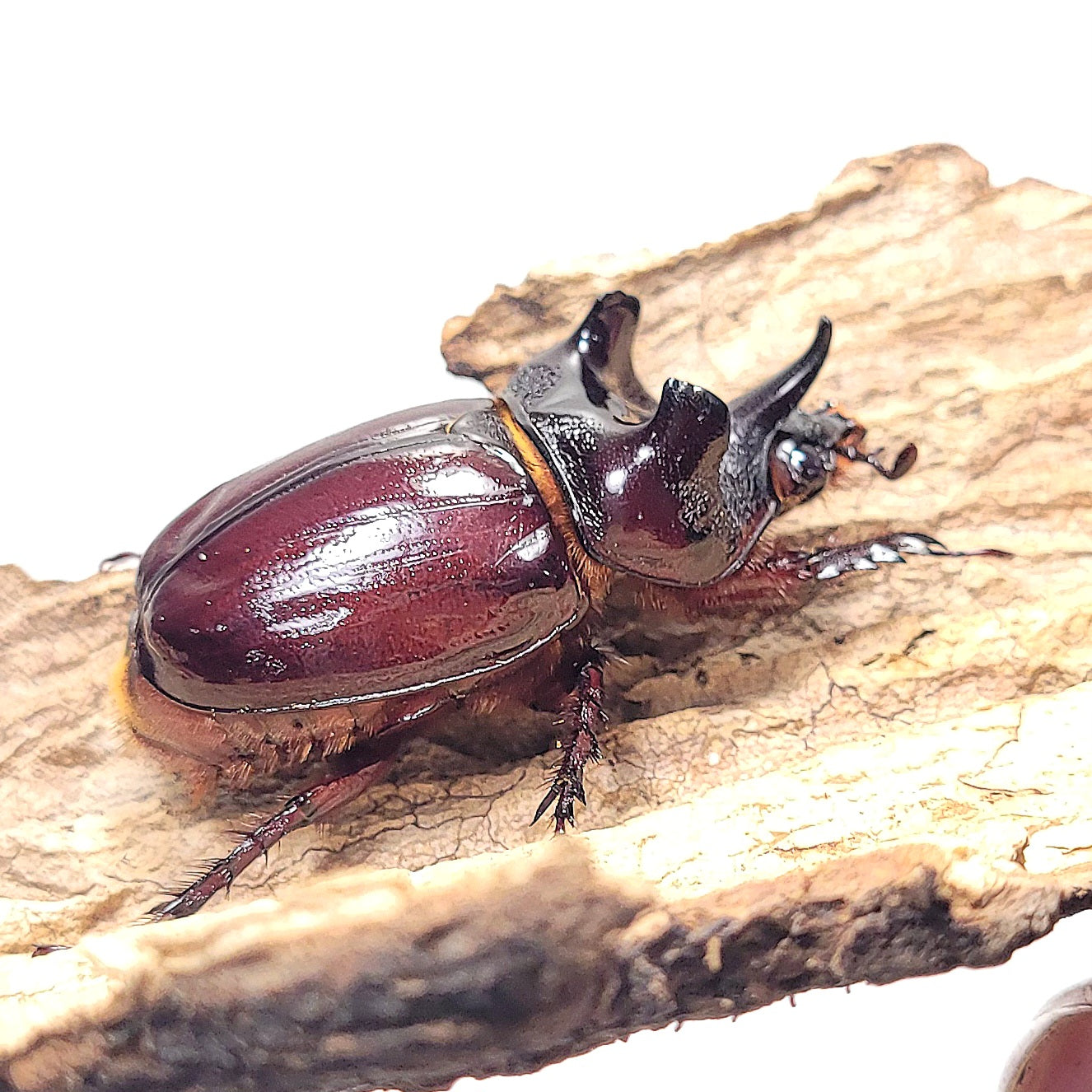 Ox Beetle (Strategus aloeus)