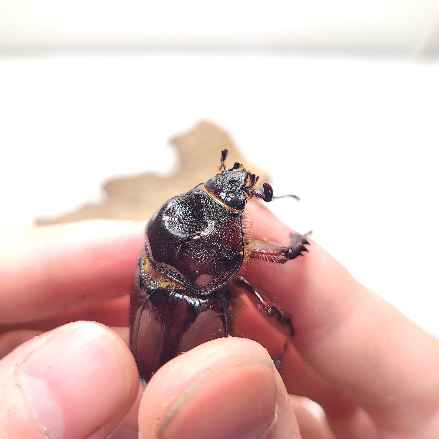 Ox Beetle (Strategus aloeus)