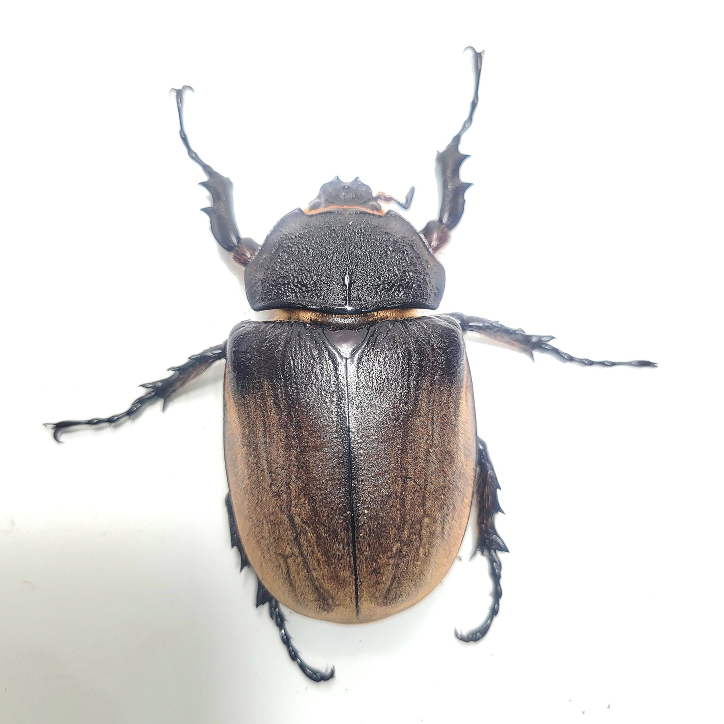 The Gyas Elephant Beetle (megasoma gyas prandii)