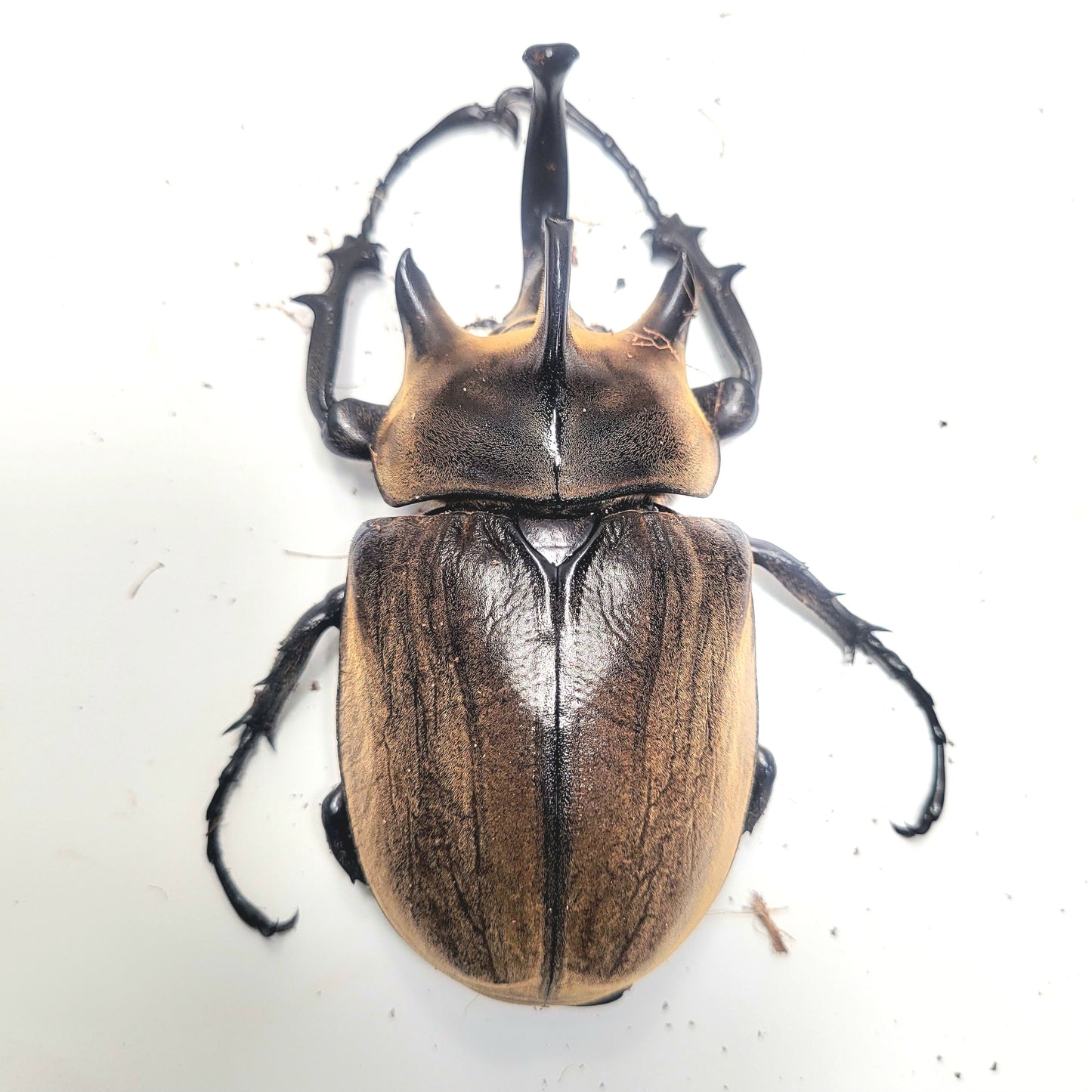 The Gyas Elephant Beetle (megasoma gyas prandii)
