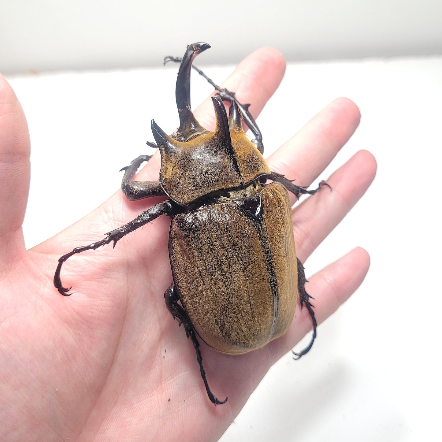 The Gyas Elephant Beetle (megasoma gyas prandii)