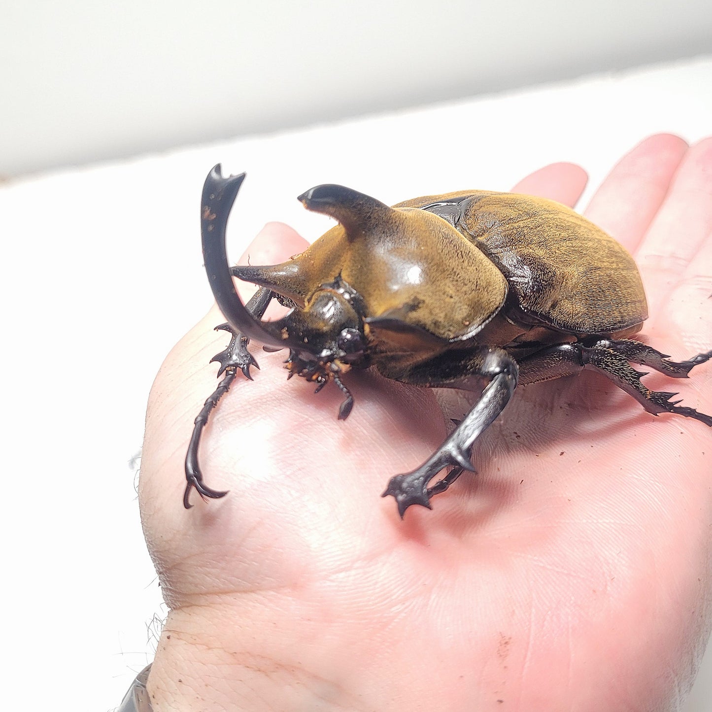 The Gyas Elephant Beetle (megasoma gyas prandii)