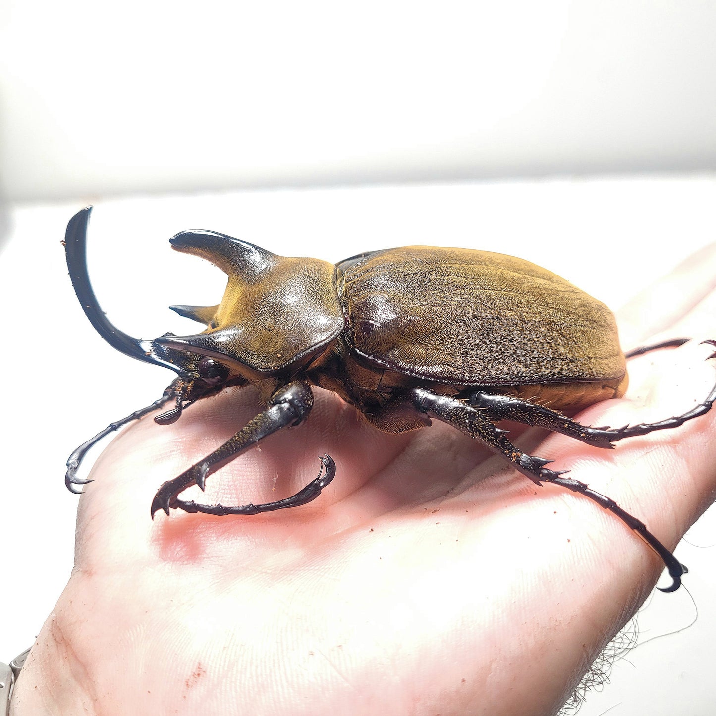 The Gyas Elephant Beetle (megasoma gyas prandii)