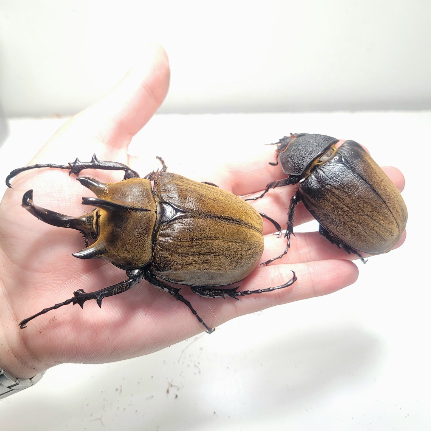 The Gyas Elephant Beetle (megasoma gyas prandii)