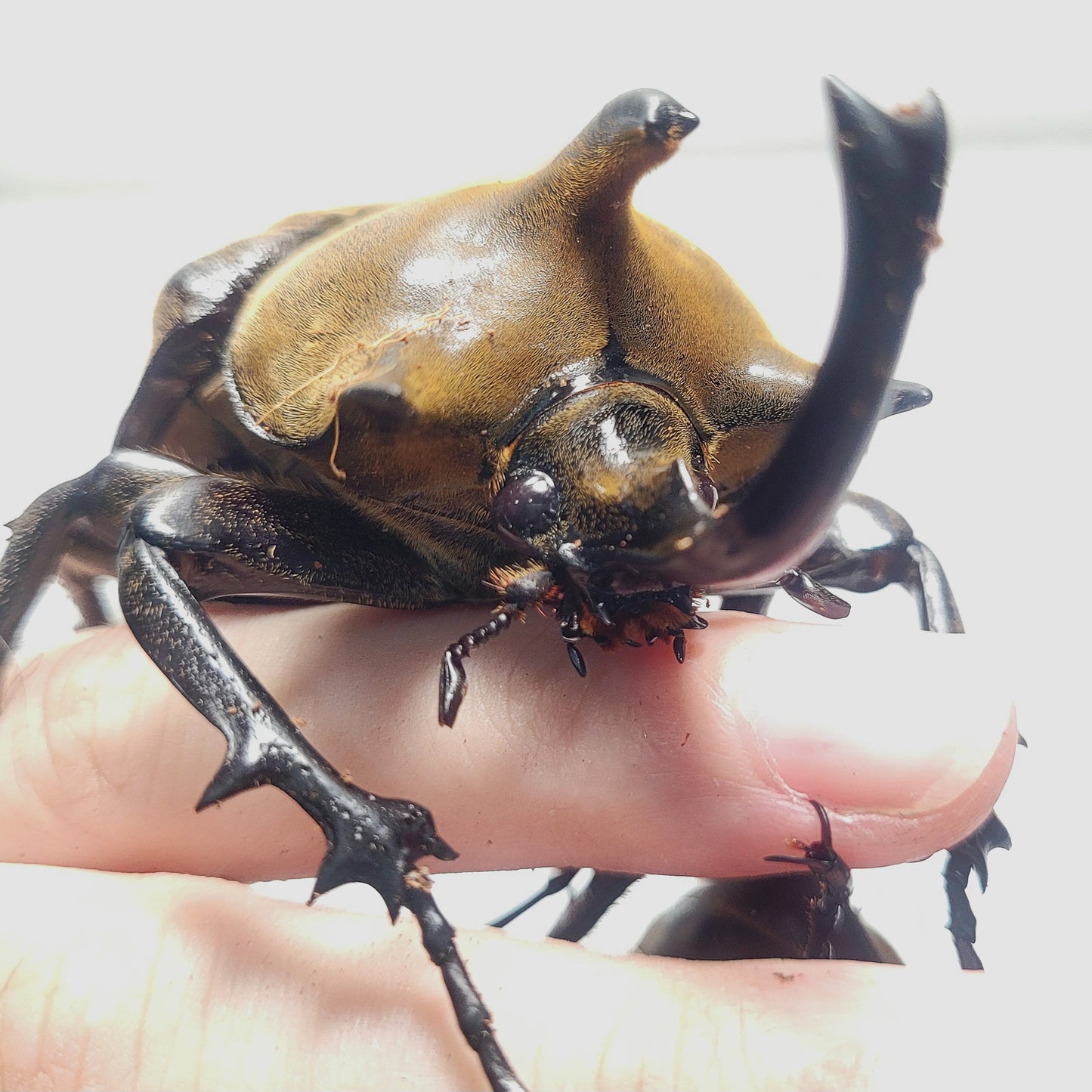 The Gyas Elephant Beetle (megasoma gyas prandii)