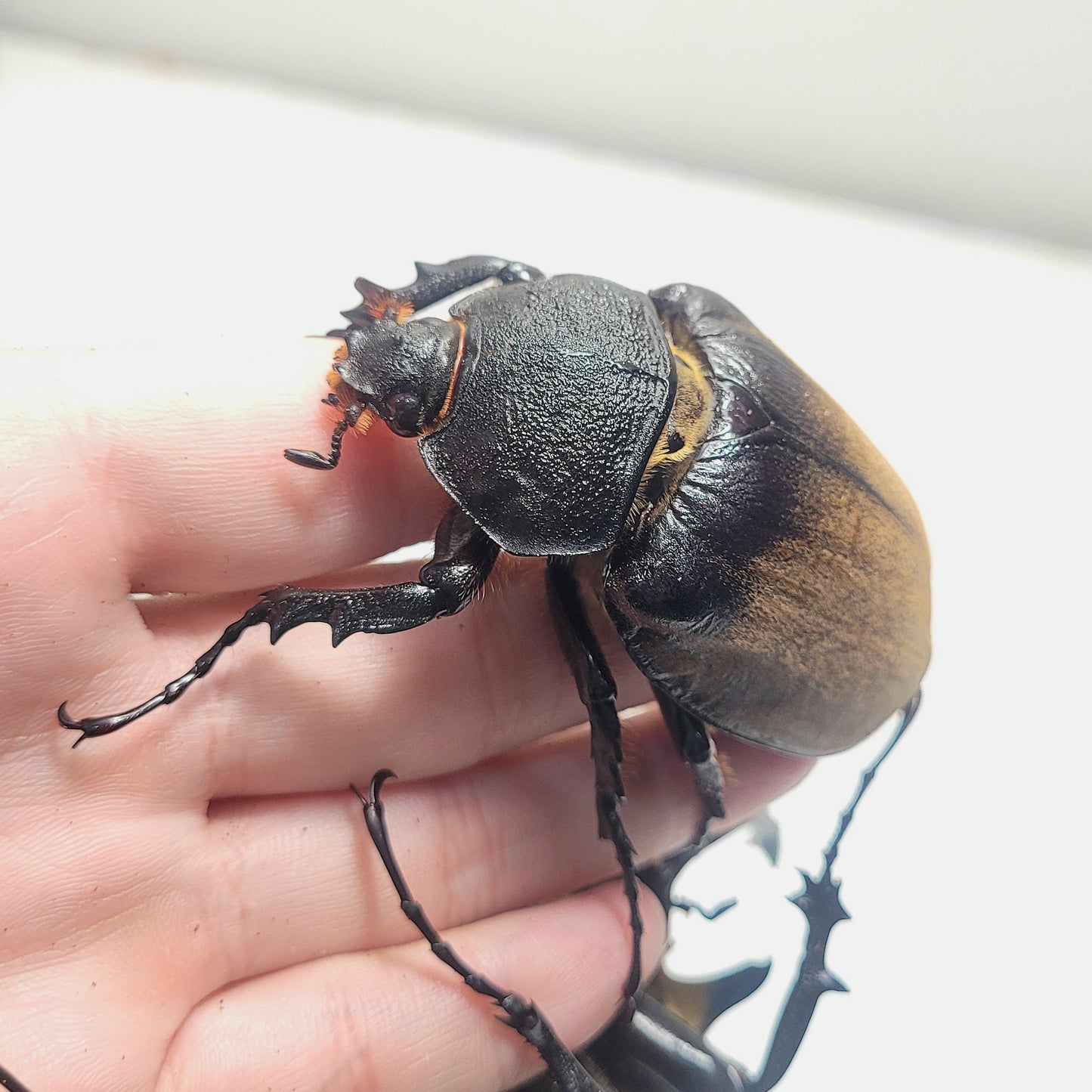 The Gyas Elephant Beetle (megasoma gyas prandii)