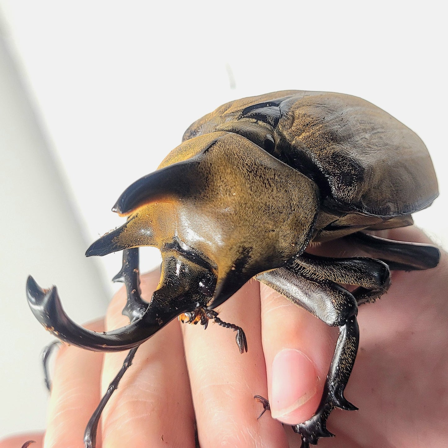 The Gyas Elephant Beetle (megasoma gyas prandii)