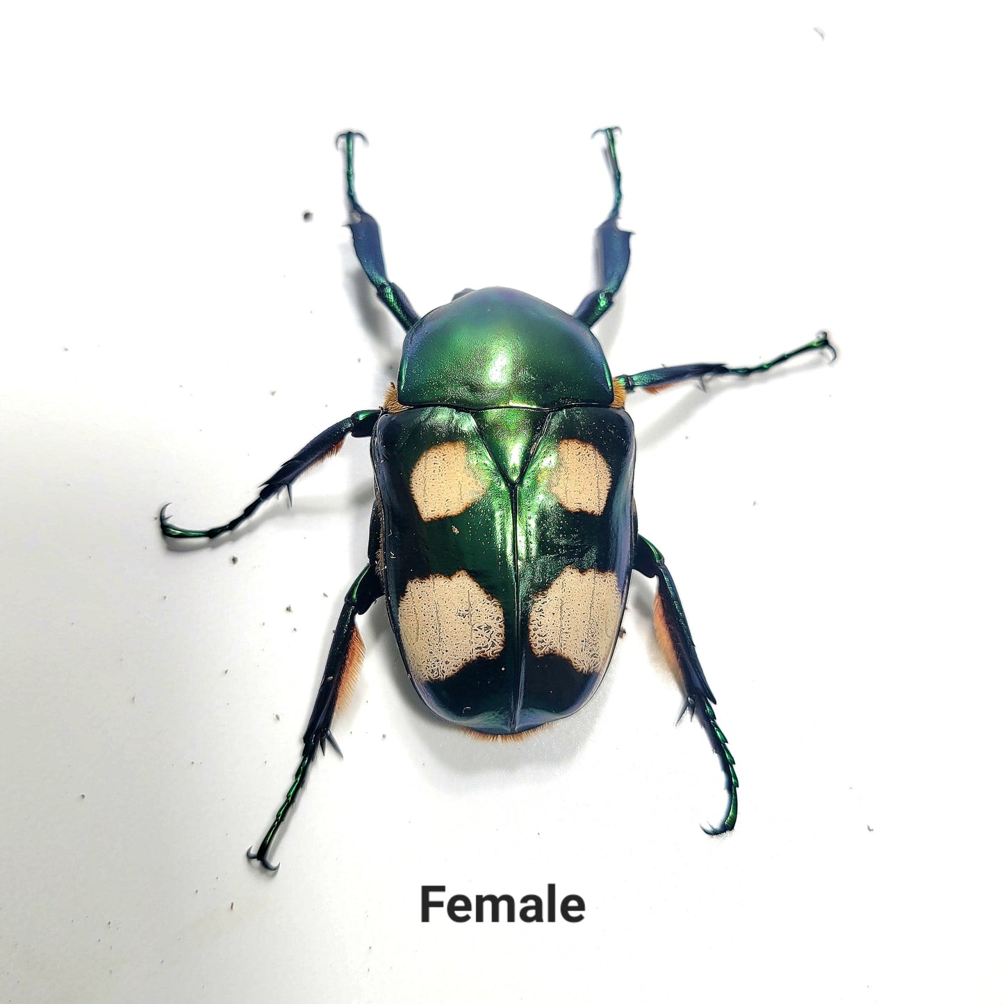 Four Spot Flower Beetle (Jumnos ruckeri)