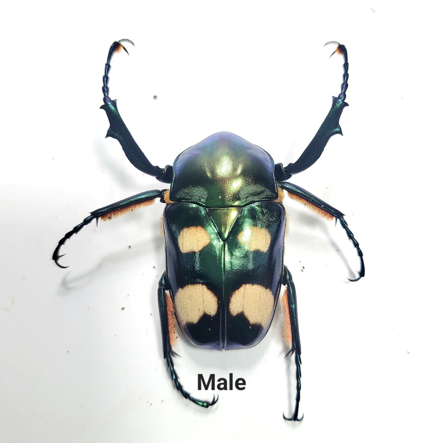 Four Spot Flower Beetle (Jumnos ruckeri)