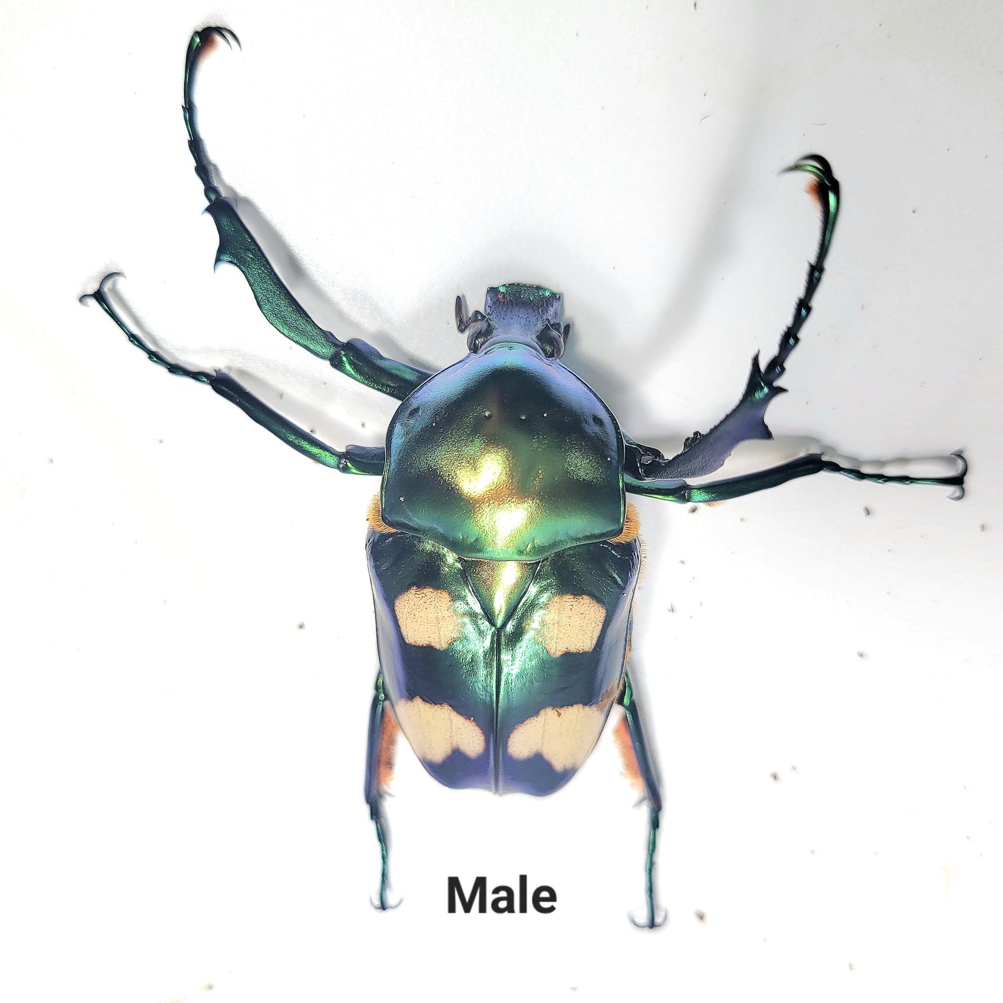 Four Spot Flower Beetle (Jumnos ruckeri)