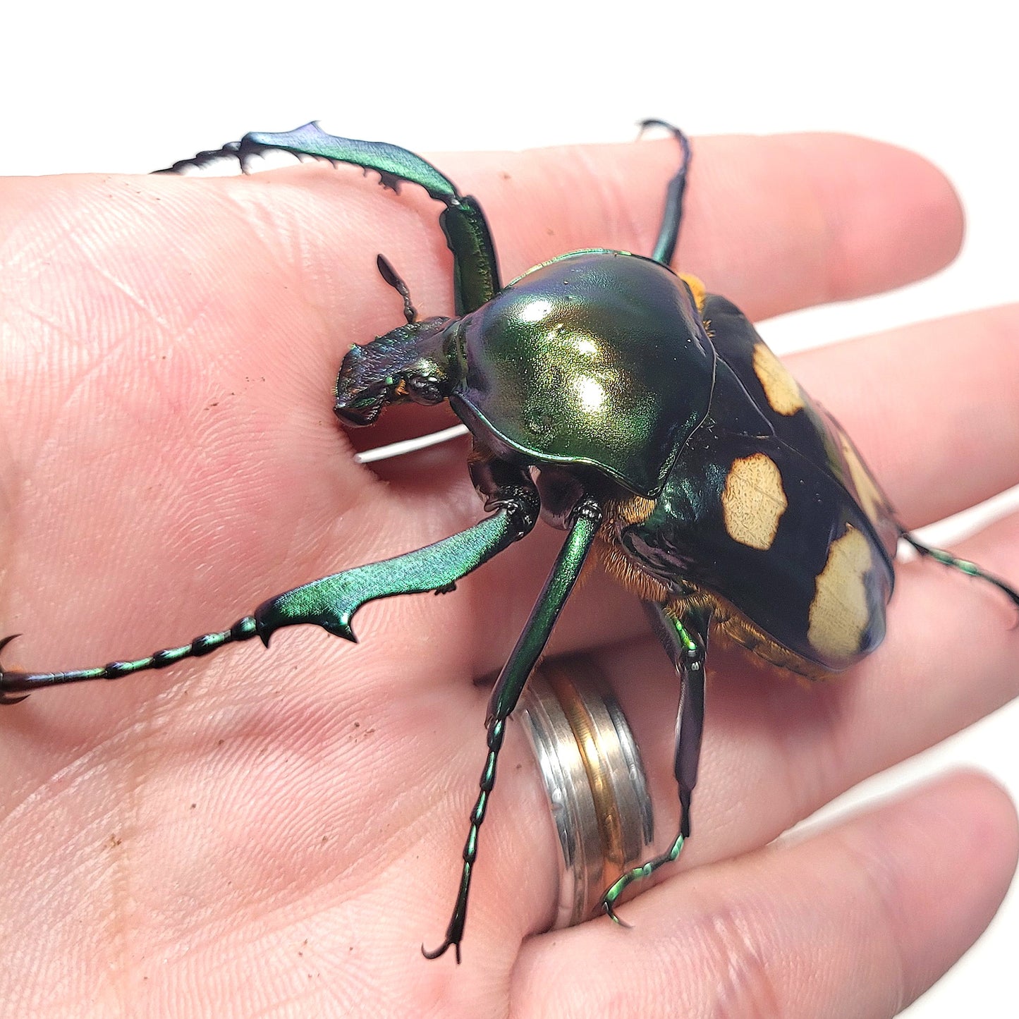 Four Spot Flower Beetle (Jumnos ruckeri)