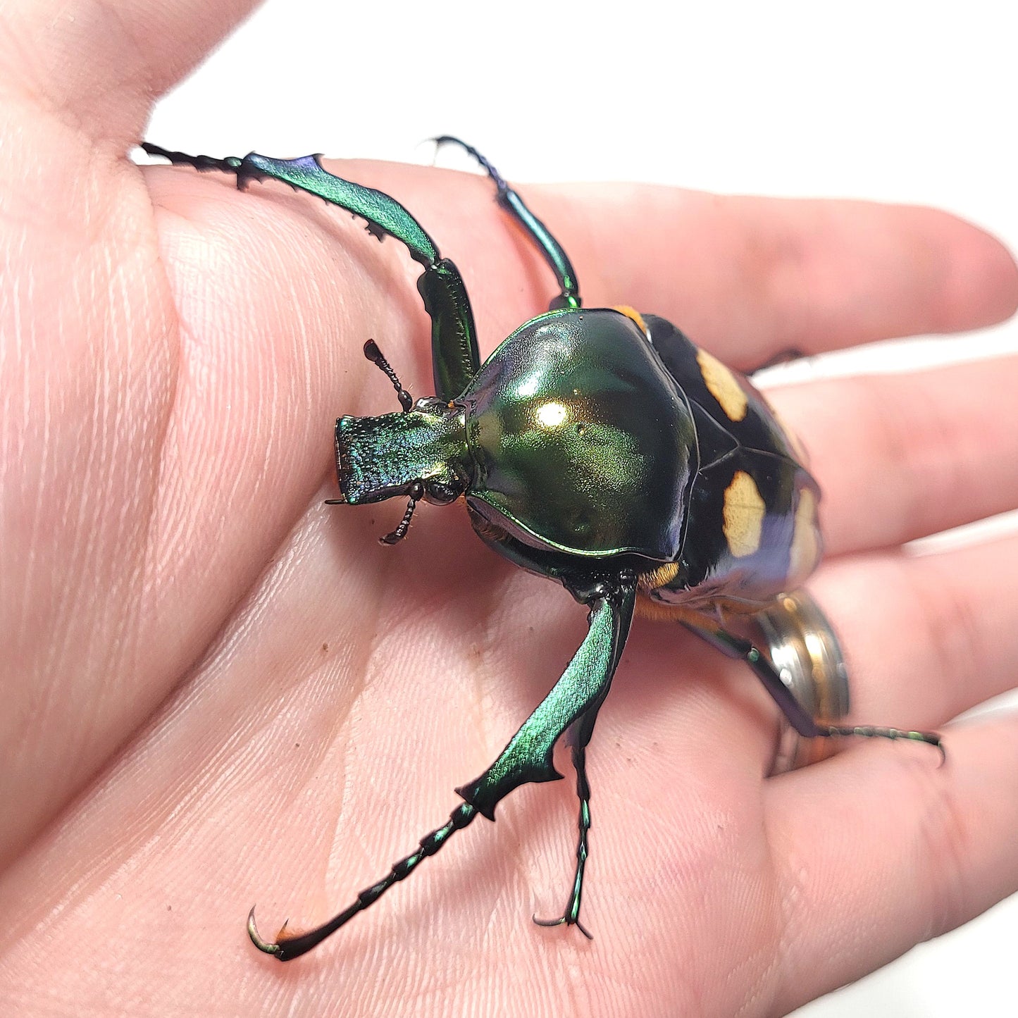 Four Spot Flower Beetle (Jumnos ruckeri)