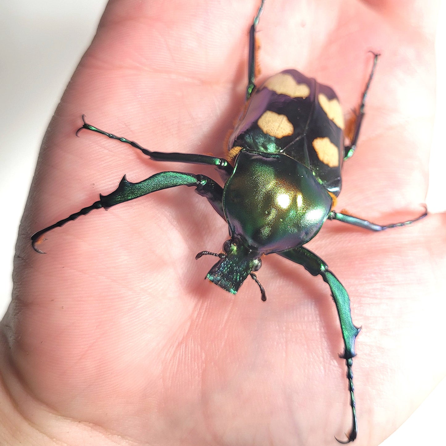 Four Spot Flower Beetle (Jumnos ruckeri)