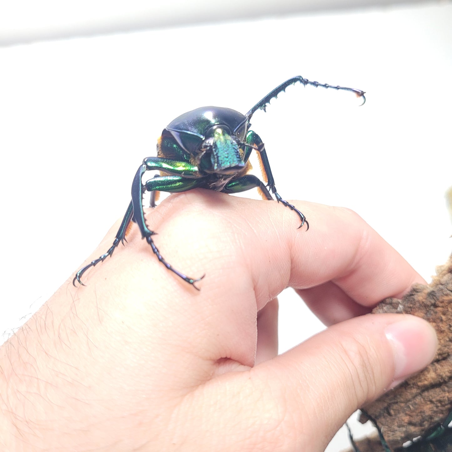 Four Spot Flower Beetle (Jumnos ruckeri)