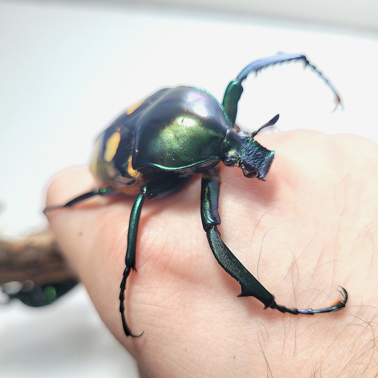 Four Spot Flower Beetle (Jumnos ruckeri)