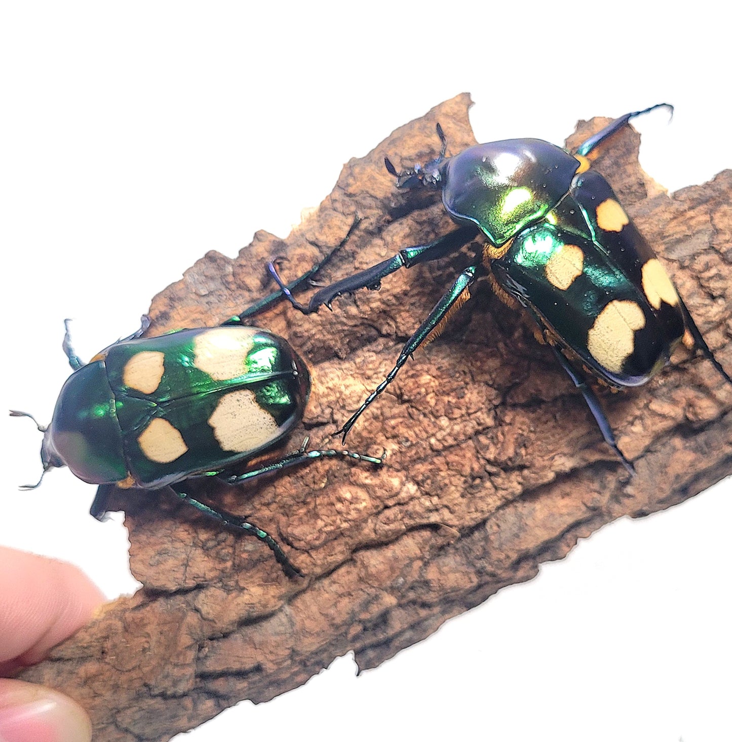 Four Spot Flower Beetle (Jumnos ruckeri)