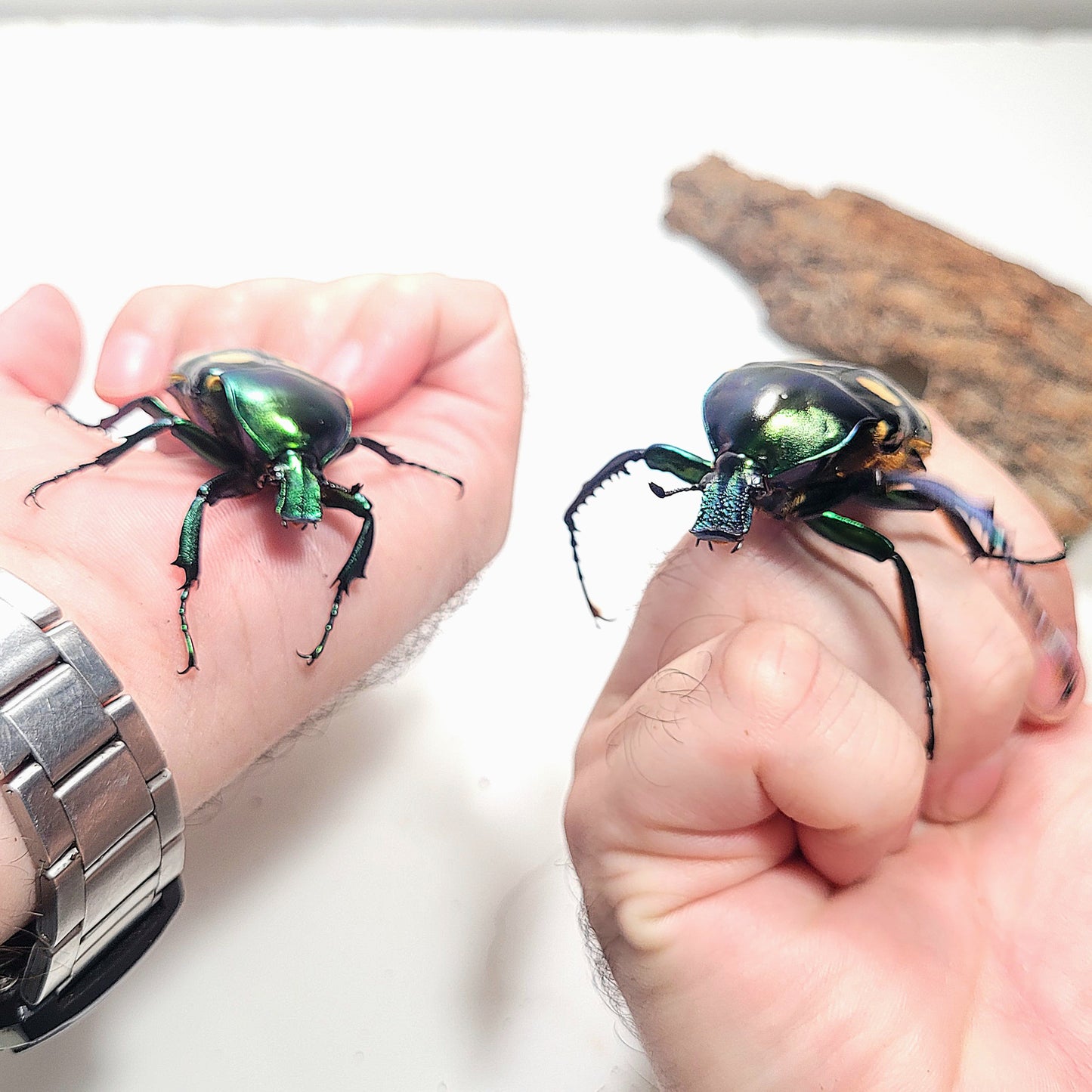Four Spot Flower Beetle (Jumnos ruckeri)