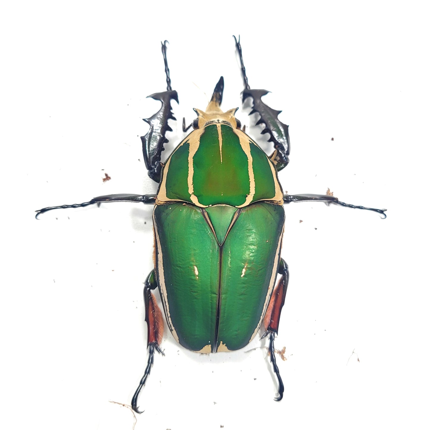 Giant Flower Beetle (Mecynorhina torquata ugandensis) (GREEN)