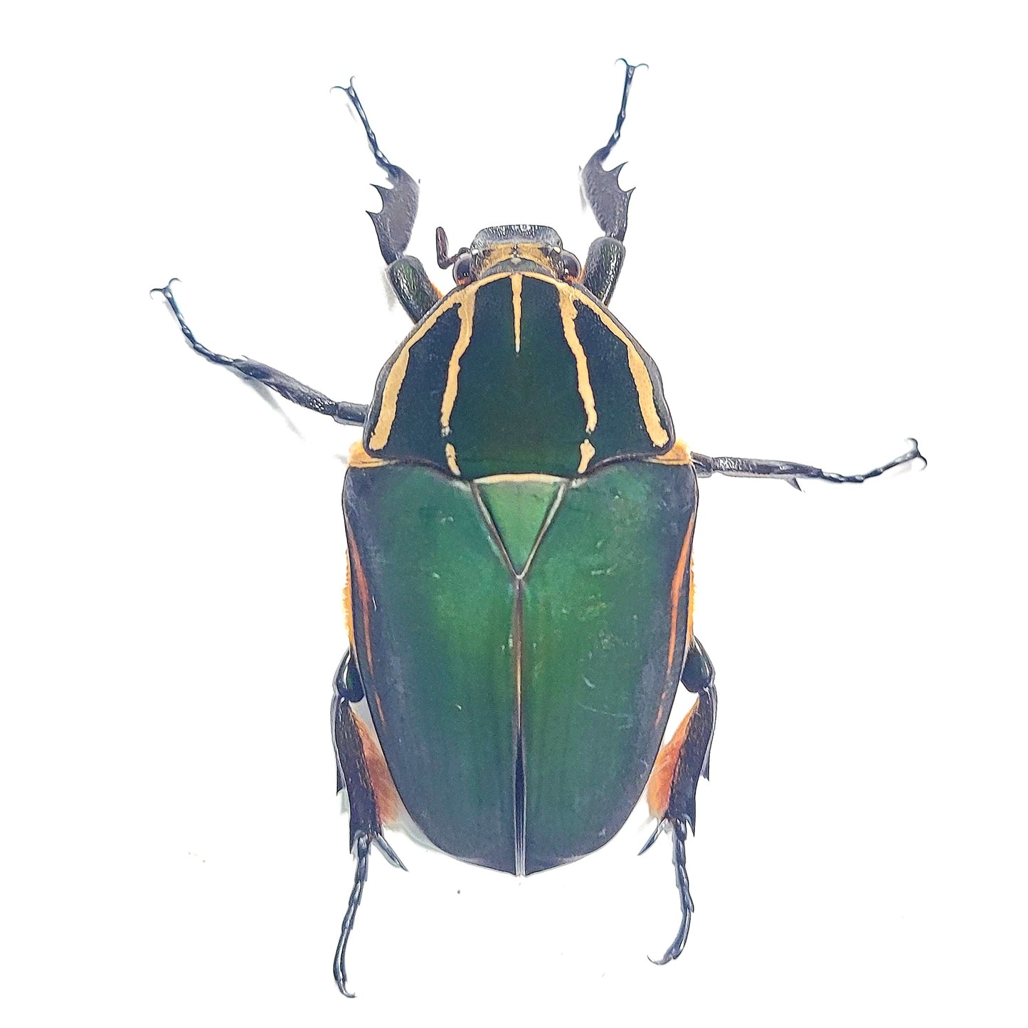 Giant Flower Beetle (Mecynorhina torquata ugandensis) (GREEN)