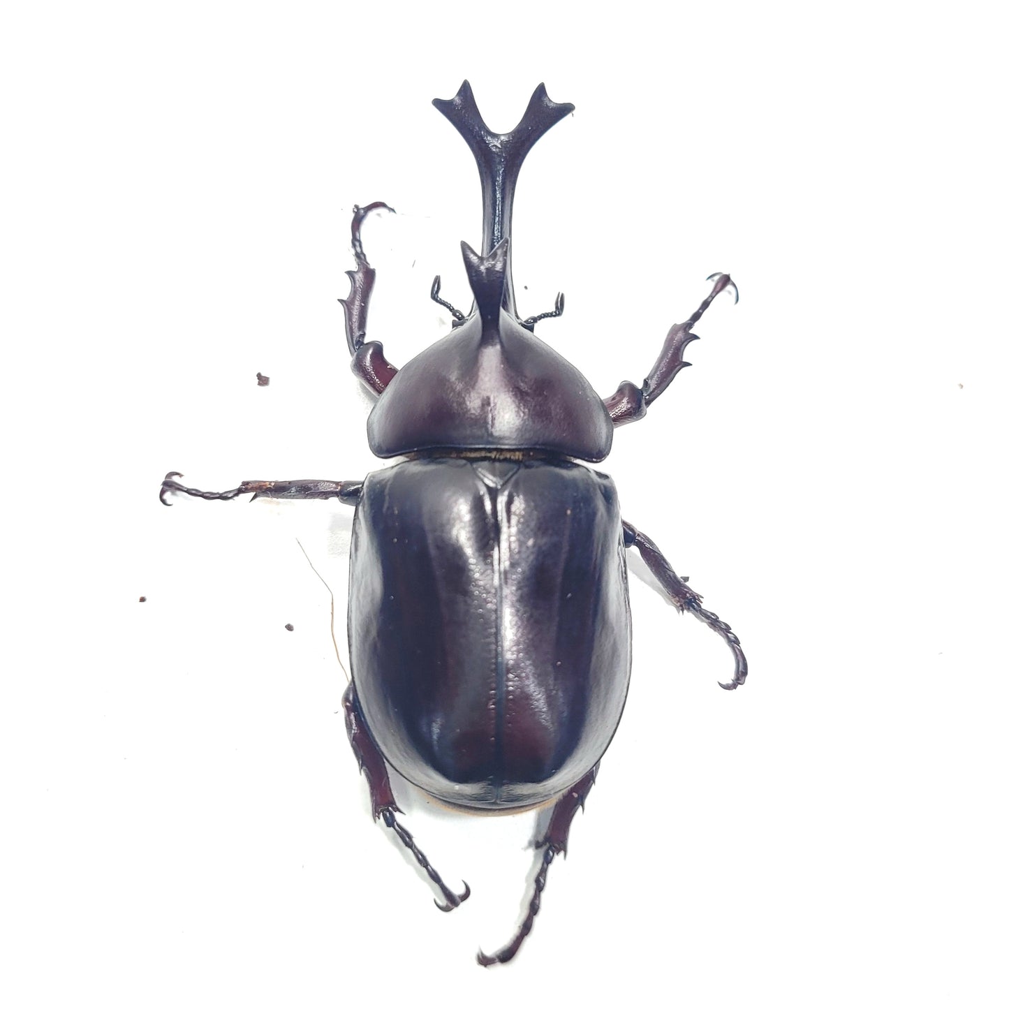 Thai Rhino Beetle (Trypoxylus dichotoma politus)