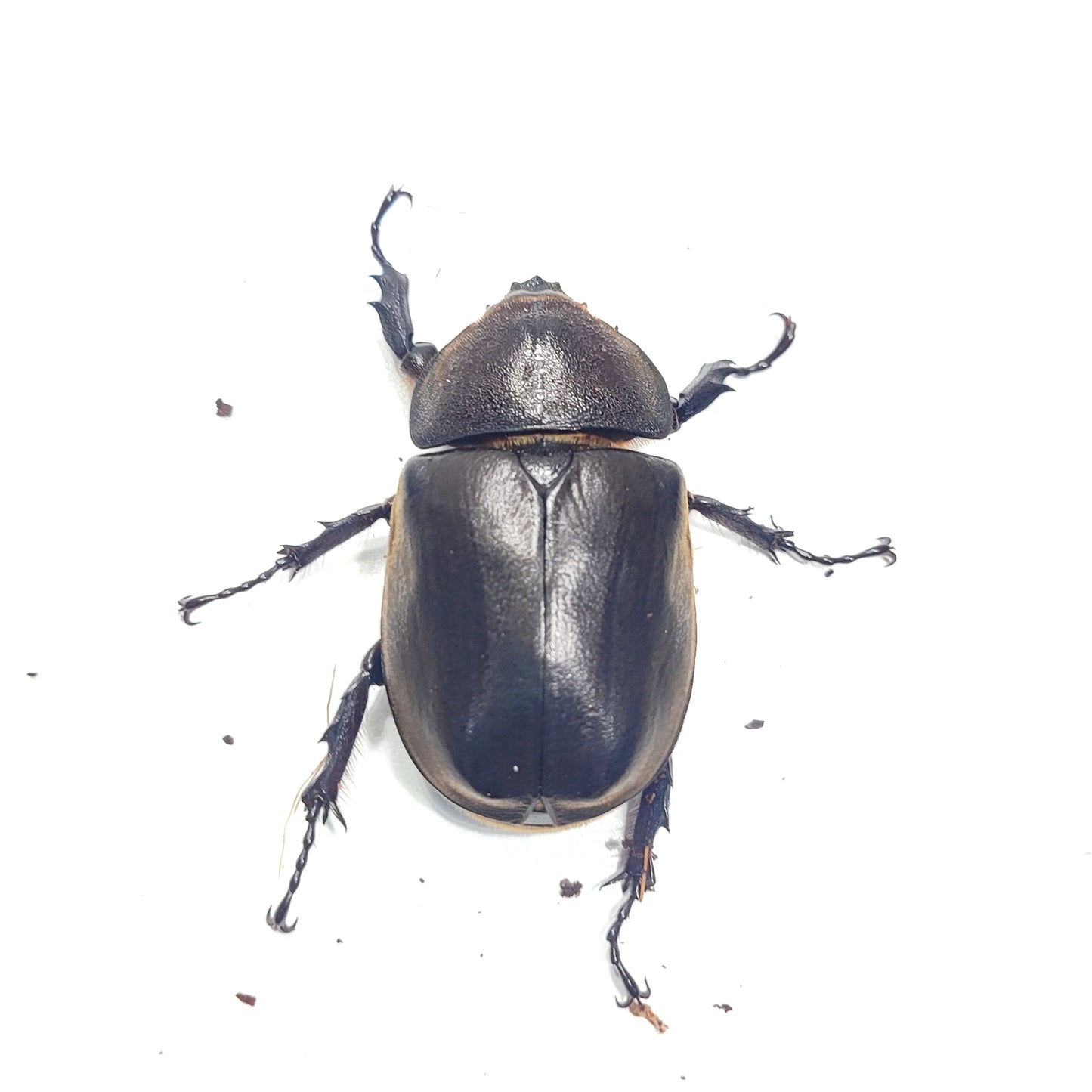 Thai Rhino Beetle (Trypoxylus dichotoma politus)