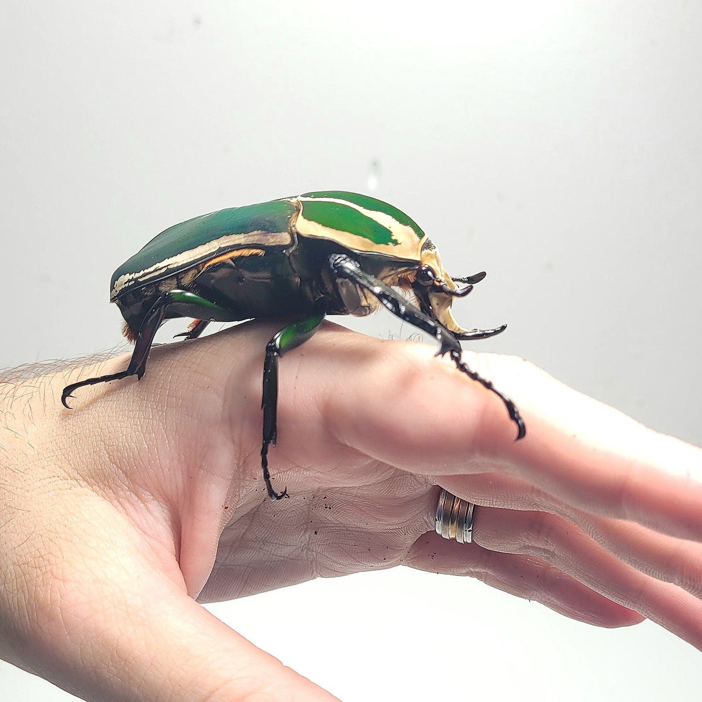 Giant Flower Beetle (Mecynorhina torquata ugandensis) (GREEN)