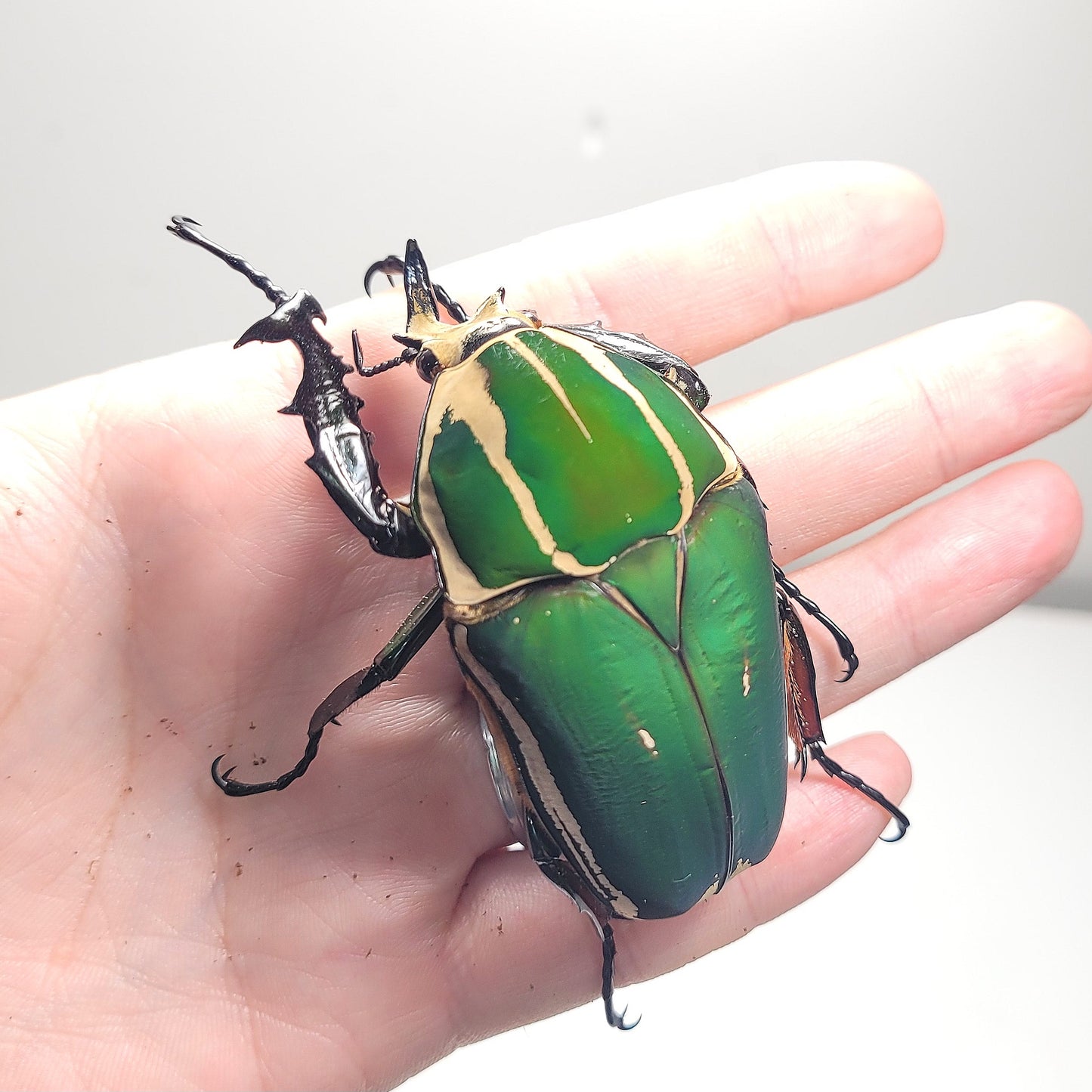 Giant Flower Beetle (Mecynorhina torquata ugandensis) (GREEN)