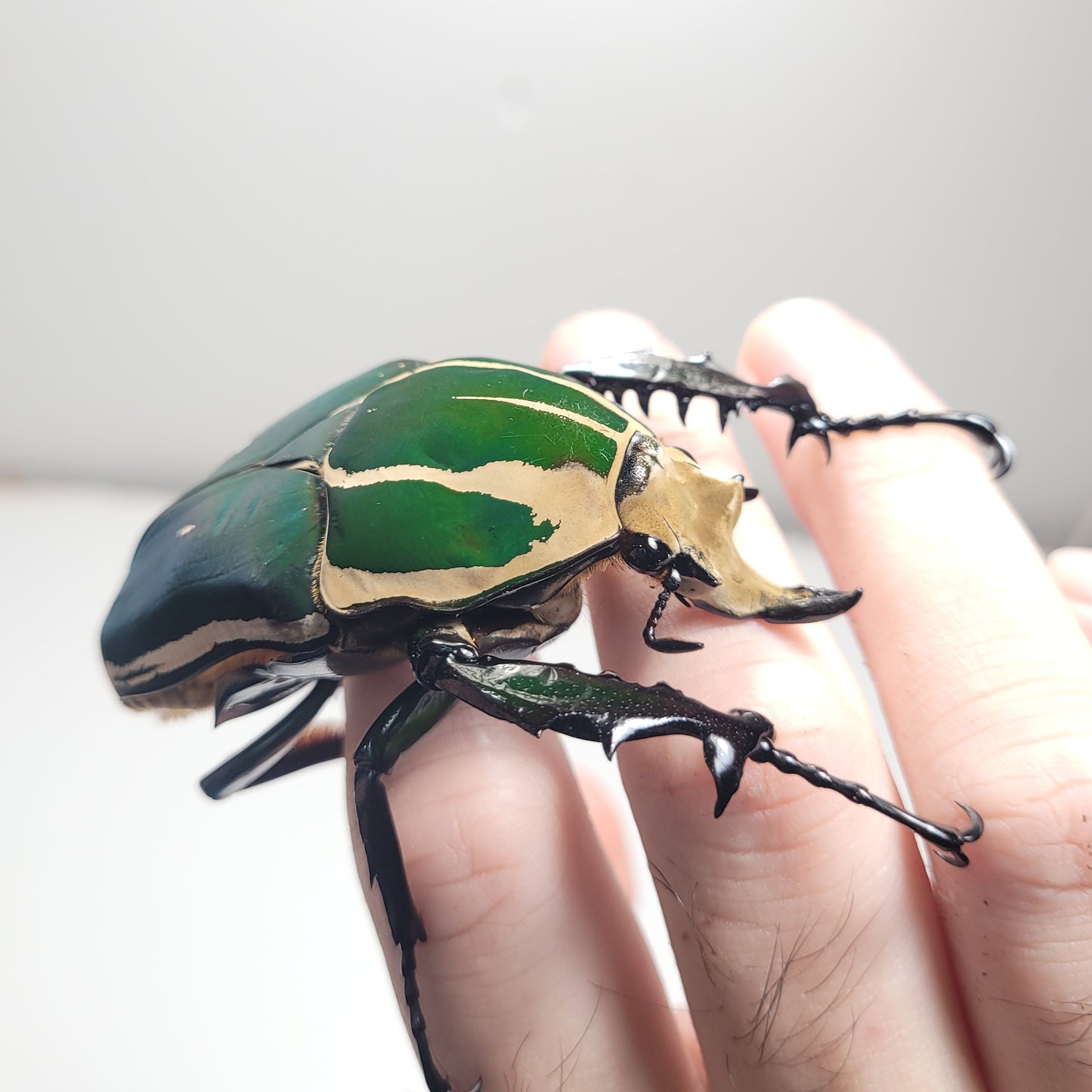 Giant Flower Beetle (Mecynorhina torquata ugandensis) (GREEN)
