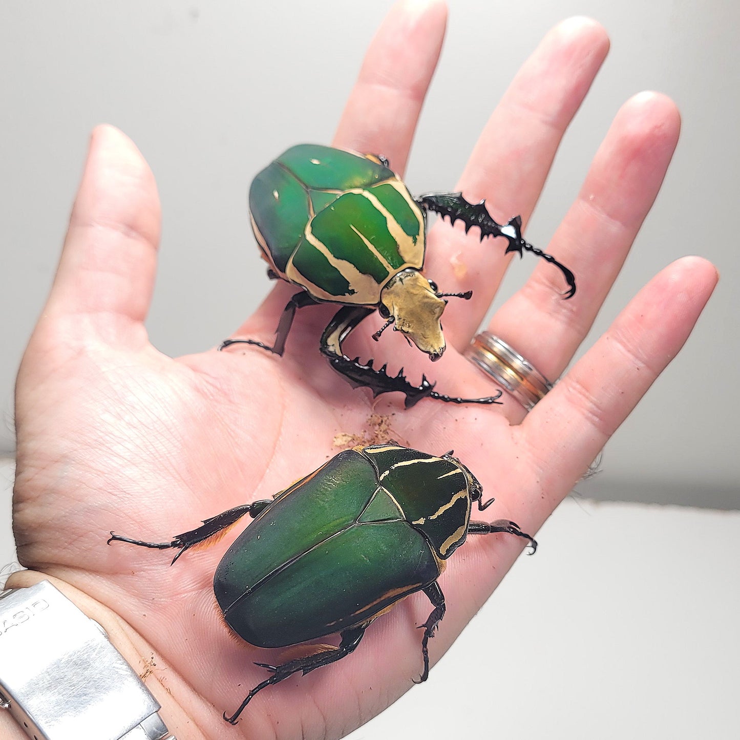 Giant Flower Beetle (Mecynorhina torquata ugandensis) (GREEN)