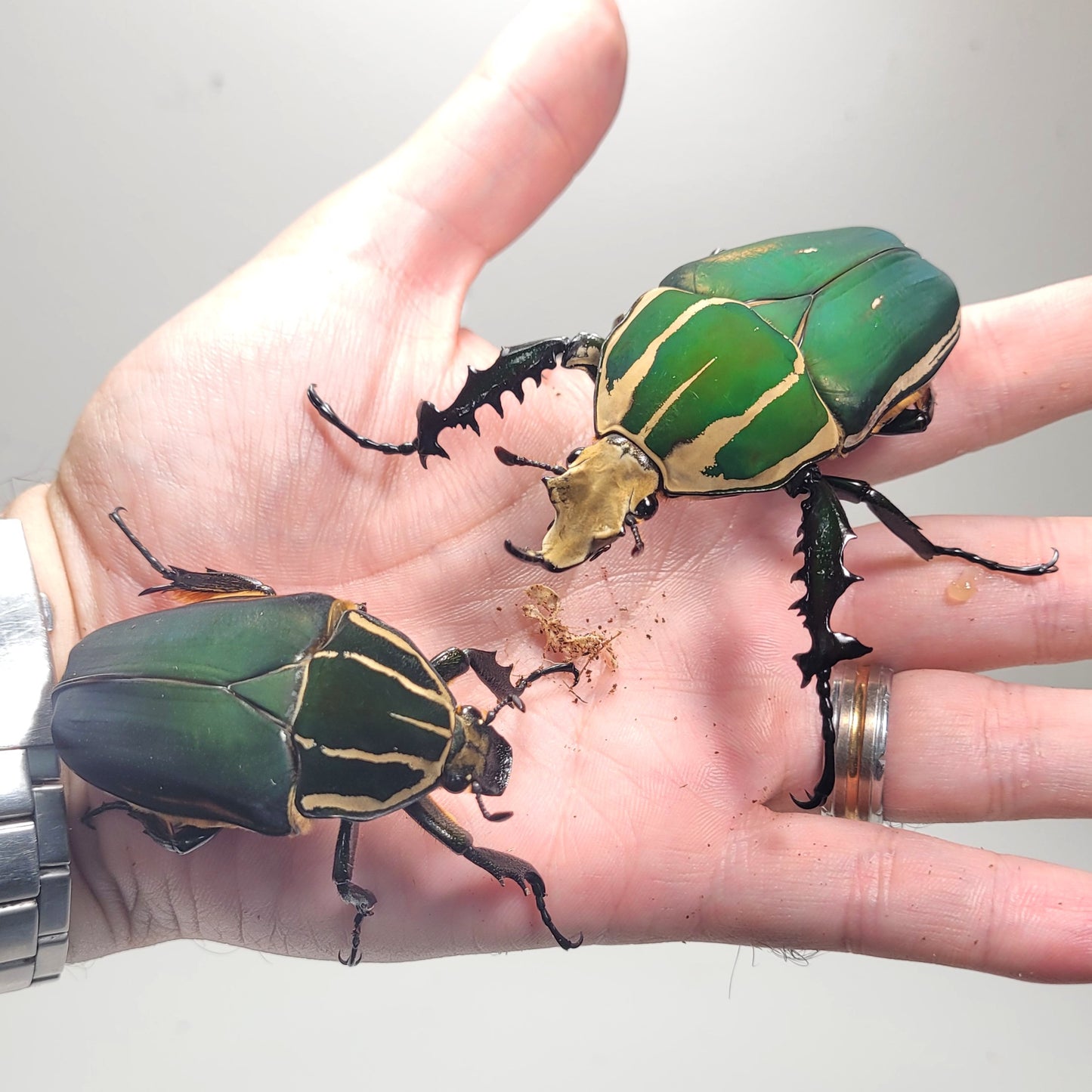 Giant Flower Beetle (Mecynorhina torquata ugandensis) (GREEN)