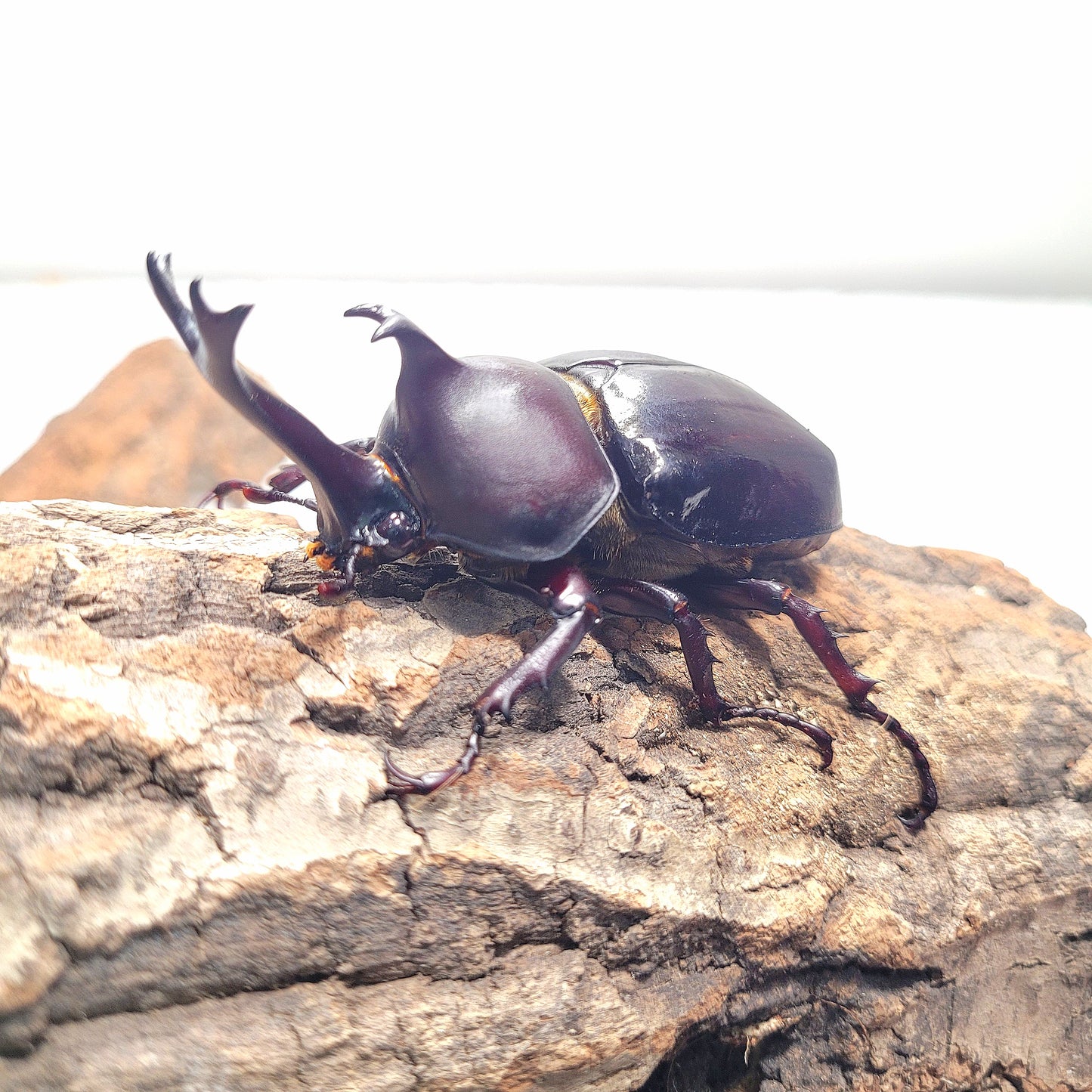 Thai Rhino Beetle (Trypoxylus dichotoma politus)