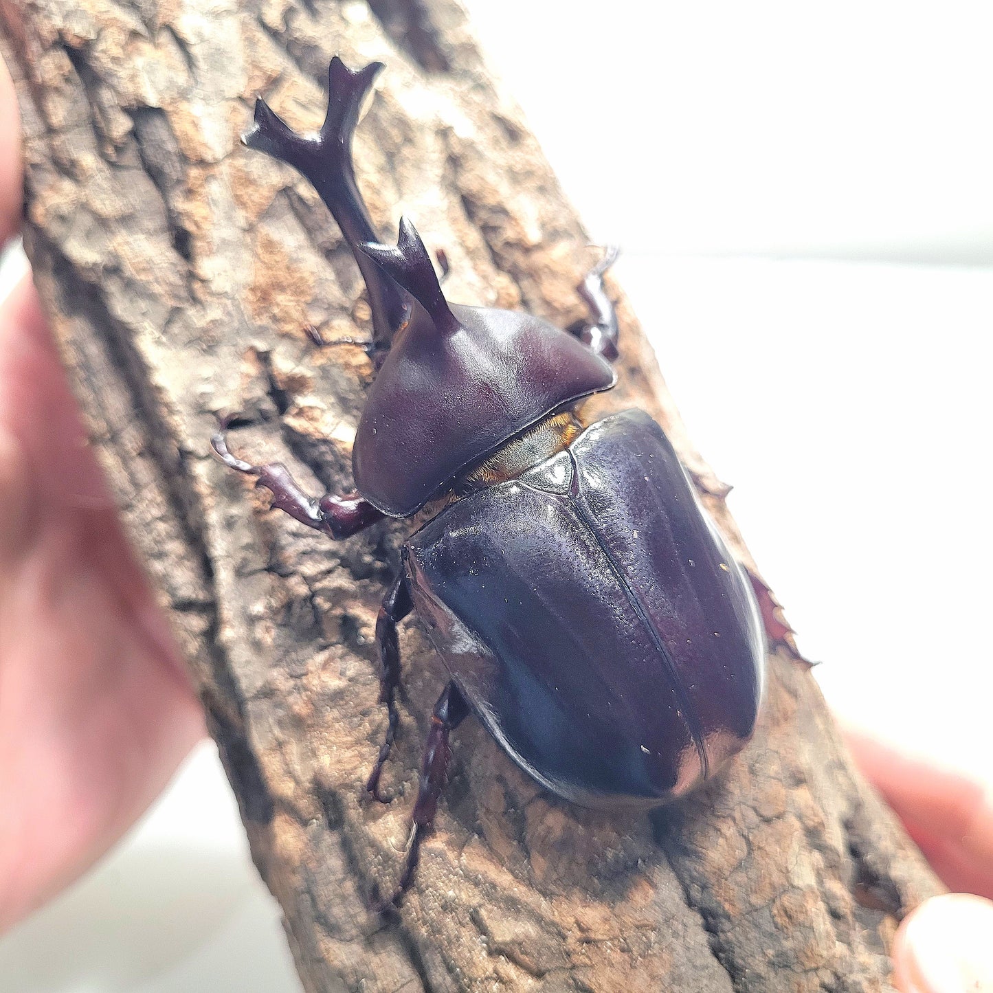 Thai Rhino Beetle (Trypoxylus dichotoma politus)