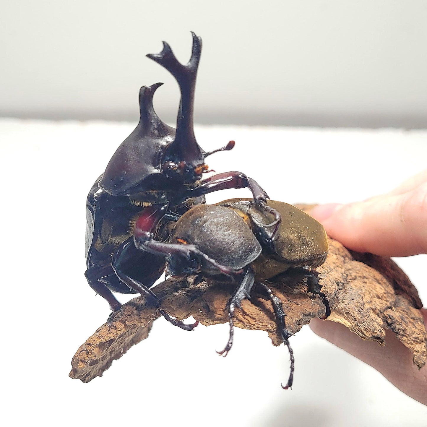 Thai Rhino Beetle (Trypoxylus dichotoma politus)