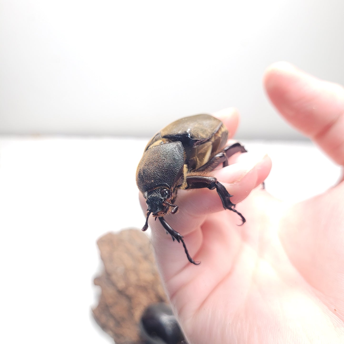 Thai Rhino Beetle (Trypoxylus dichotoma politus)