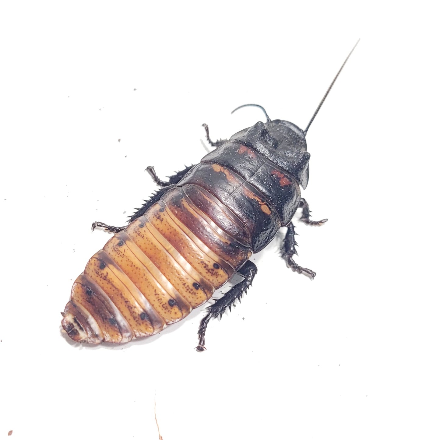 Madagascar Hissing Cockroach