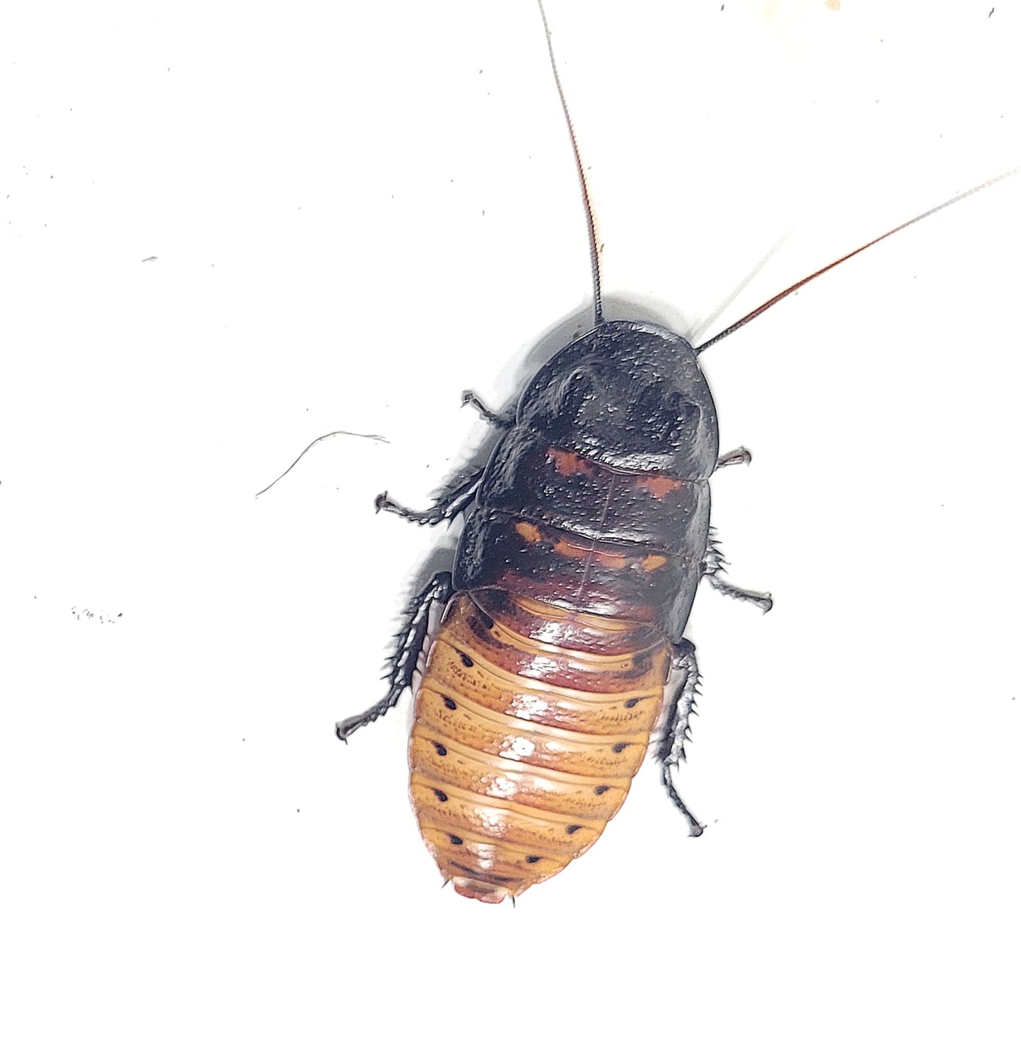 Madagascar Hissing Cockroach