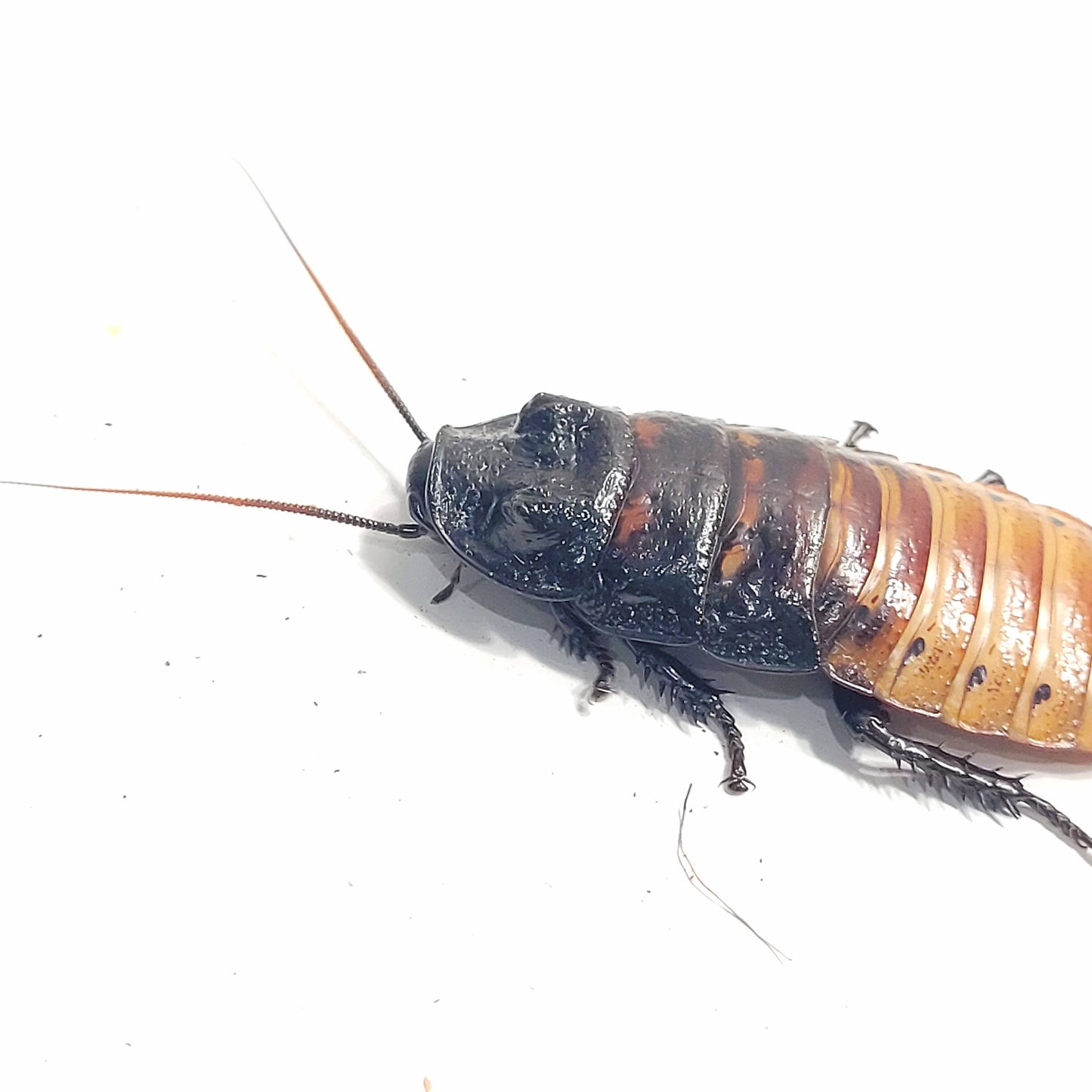 Madagascar Hissing Cockroach