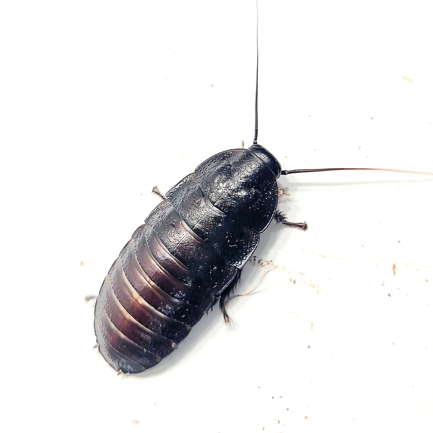 Madagascar Hissing Cockroach