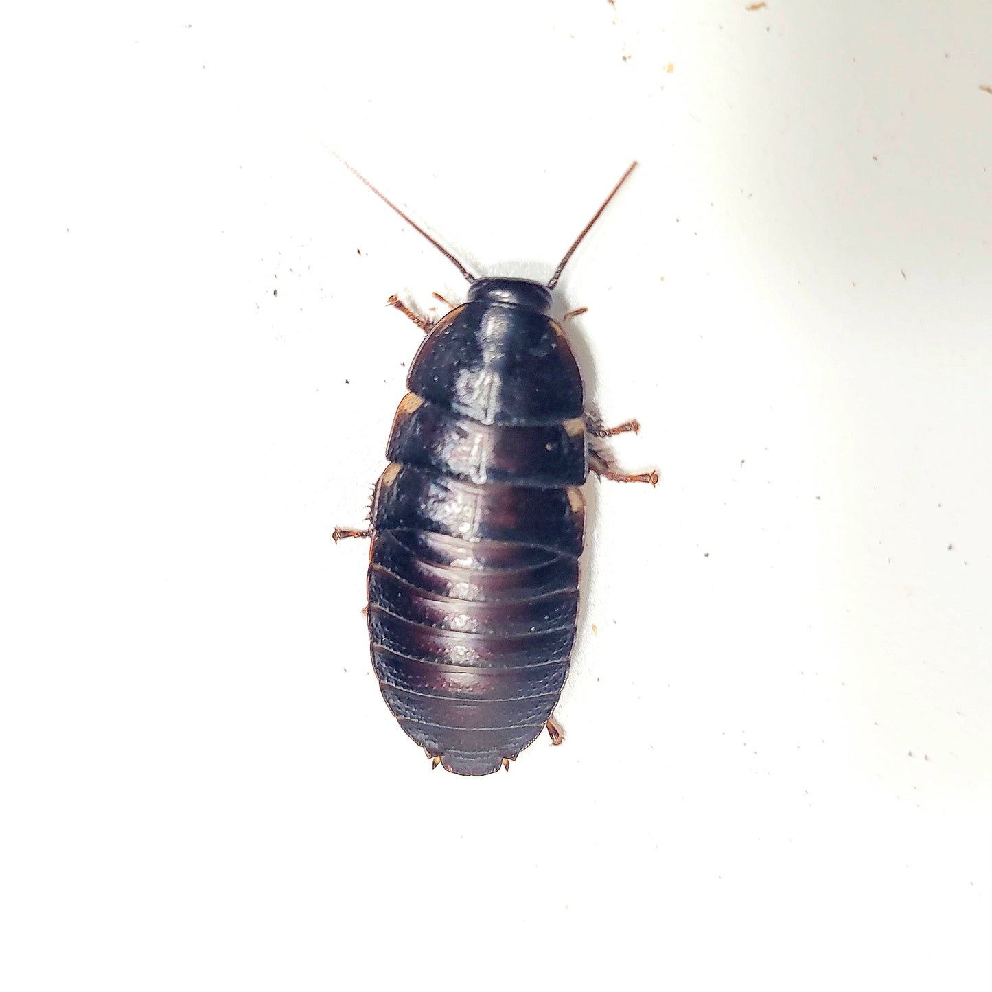 Madagascar Hissing Cockroach