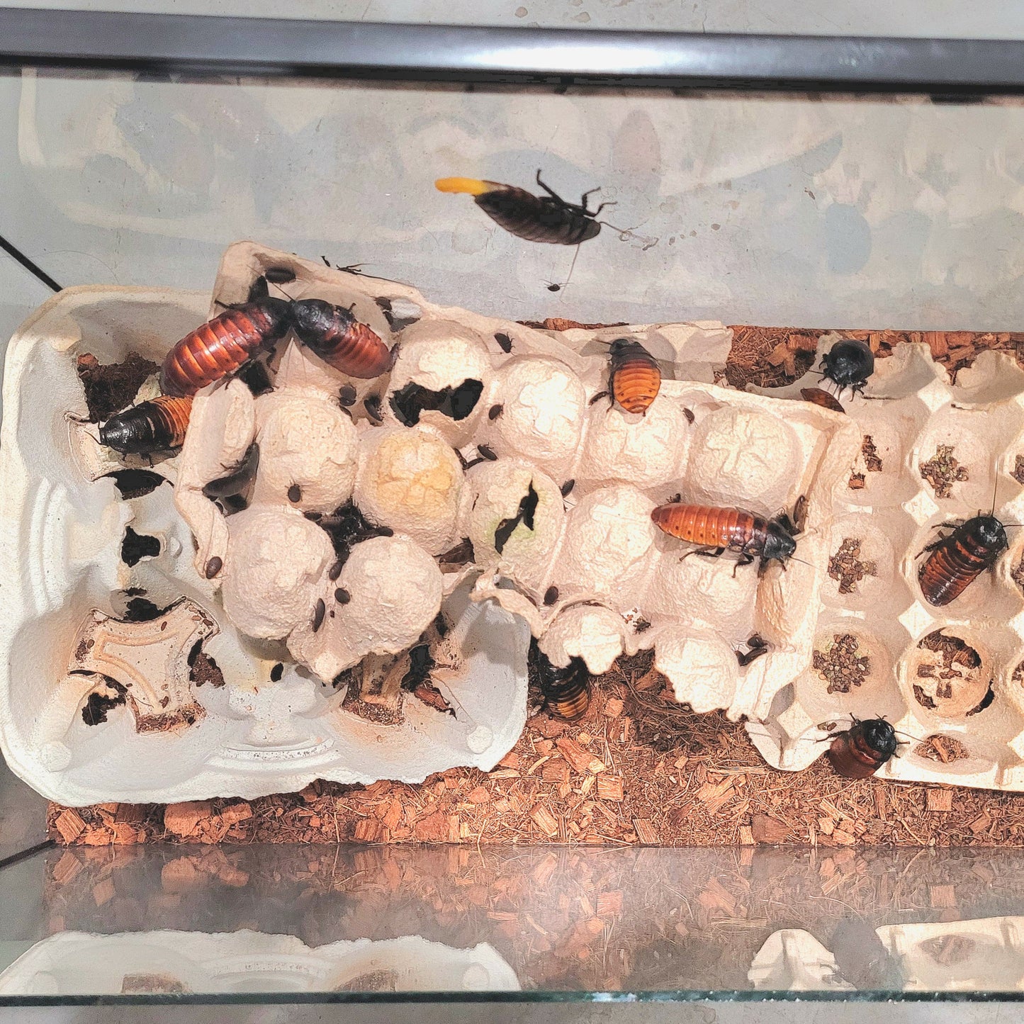 Madagascar Hissing Cockroach